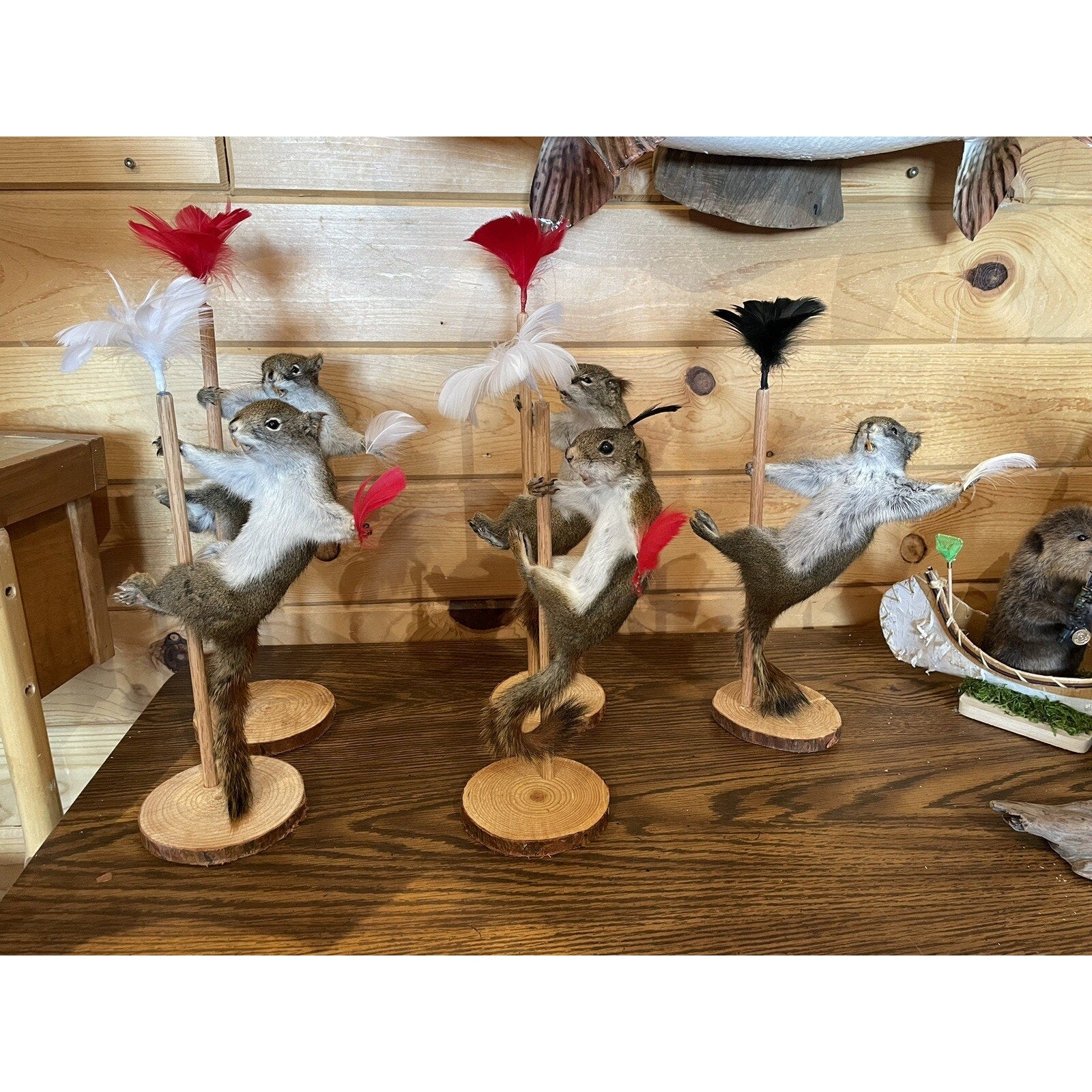FHSUZ24 - Beautiful Dancing stripping Red Squirrel Small Animal Taxidermy Mount Art Wildlife