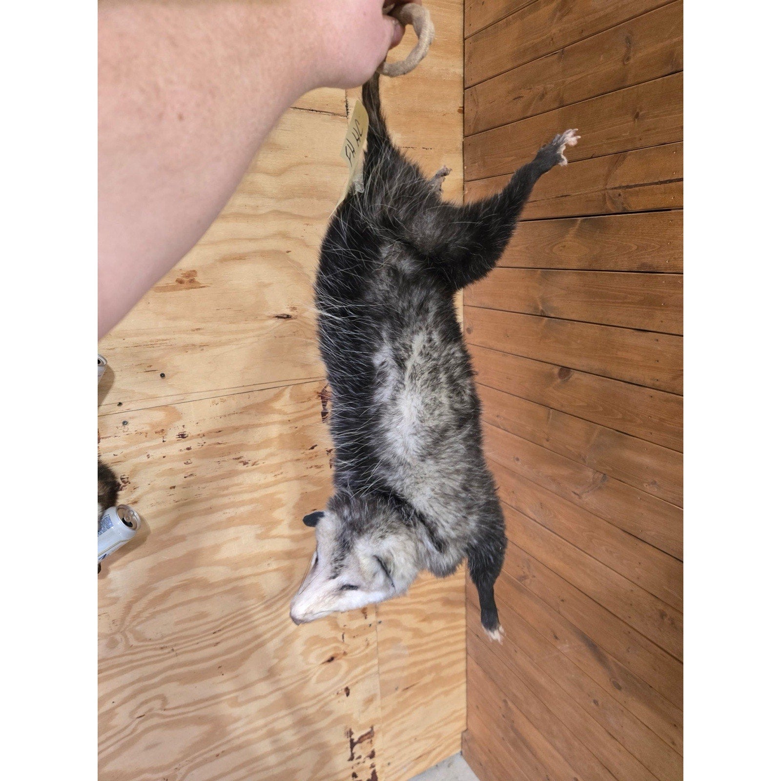 FHHCO6- Hanging Opossum Full Body Taxidermy Mount