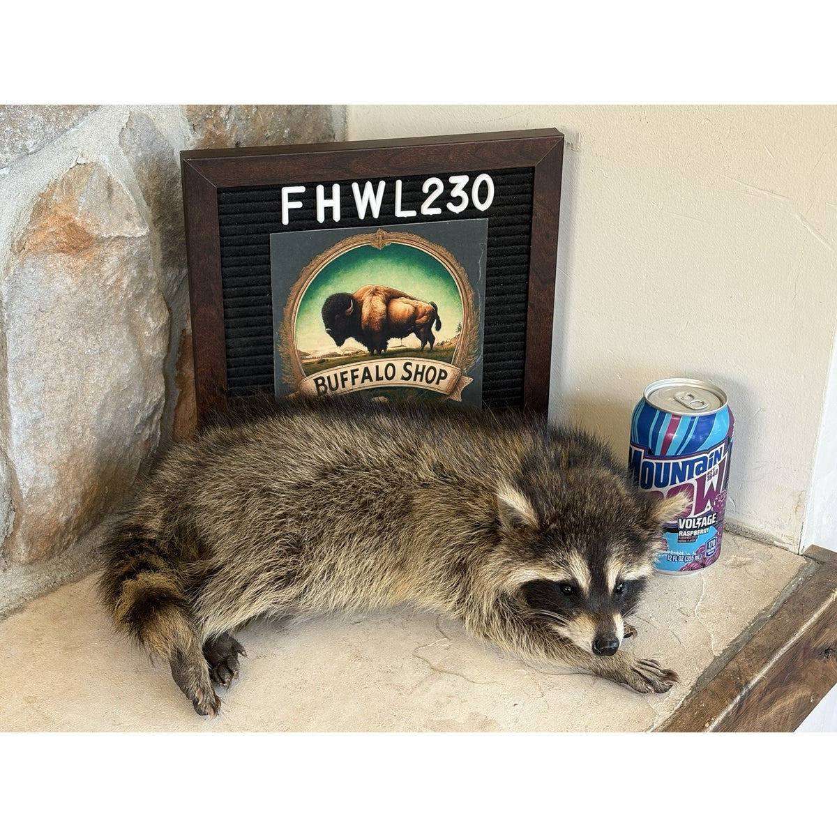 FHWL230 - baby Raccoon Taxidermy Mount