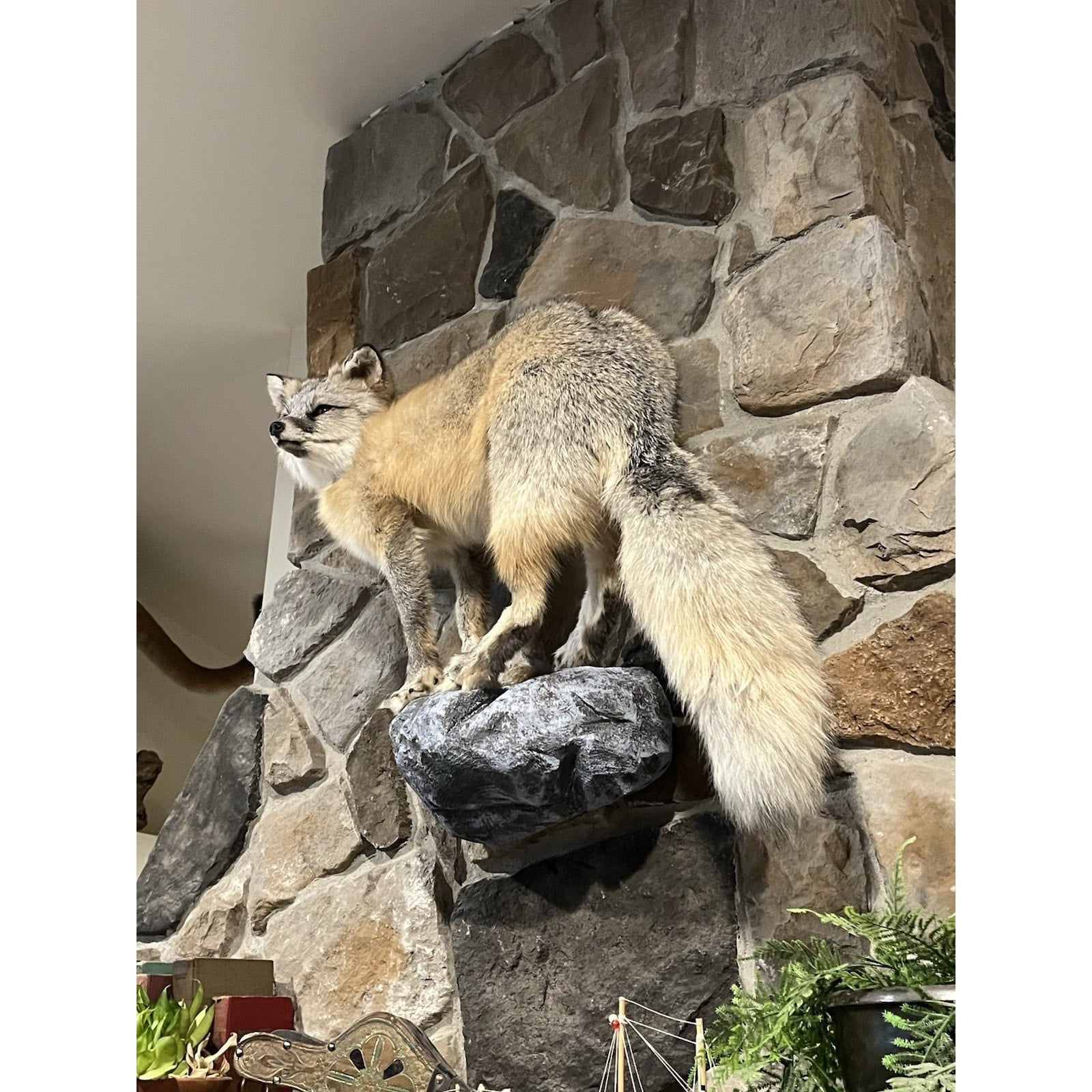 FHWL40 -museum Quality Ranch Fox Taxidermy mount