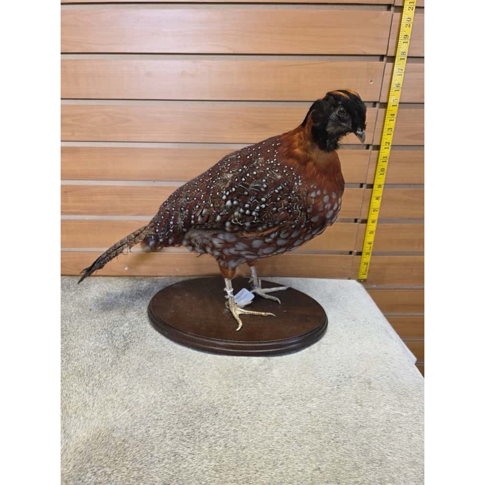 JTV235 - Temminck Tragopan pheasant male Bird Taxidermy