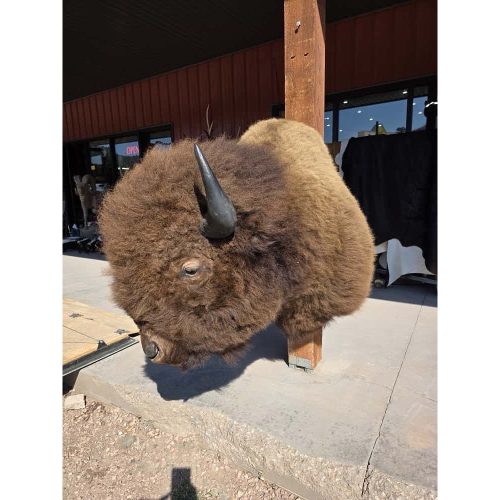 FHMN20 - Gorgeous Mounted Buffalo / Bison Taxidermy Head Shoulder Mount