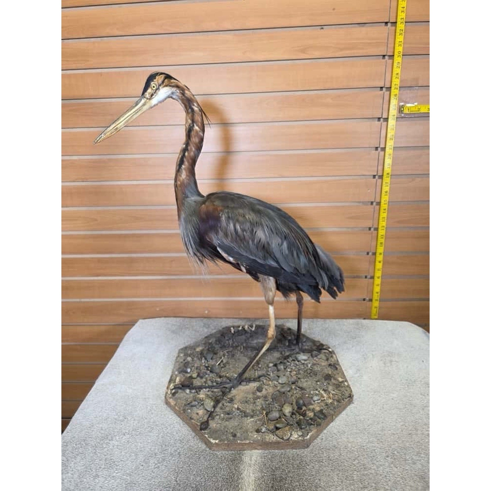 FHCM4- Purple Heron taxidermy mount