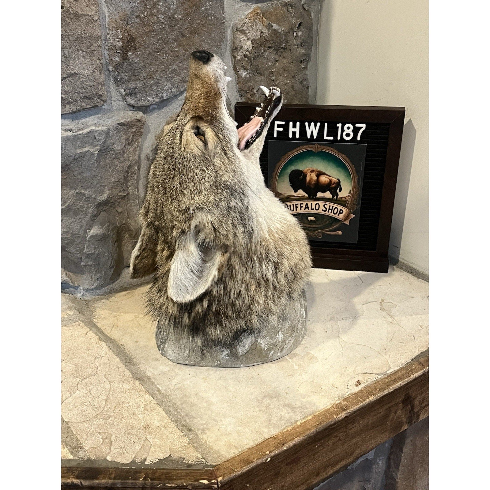 FHWL187 - Howling Coyote Shoulder Museum Quality mount Taxidermy