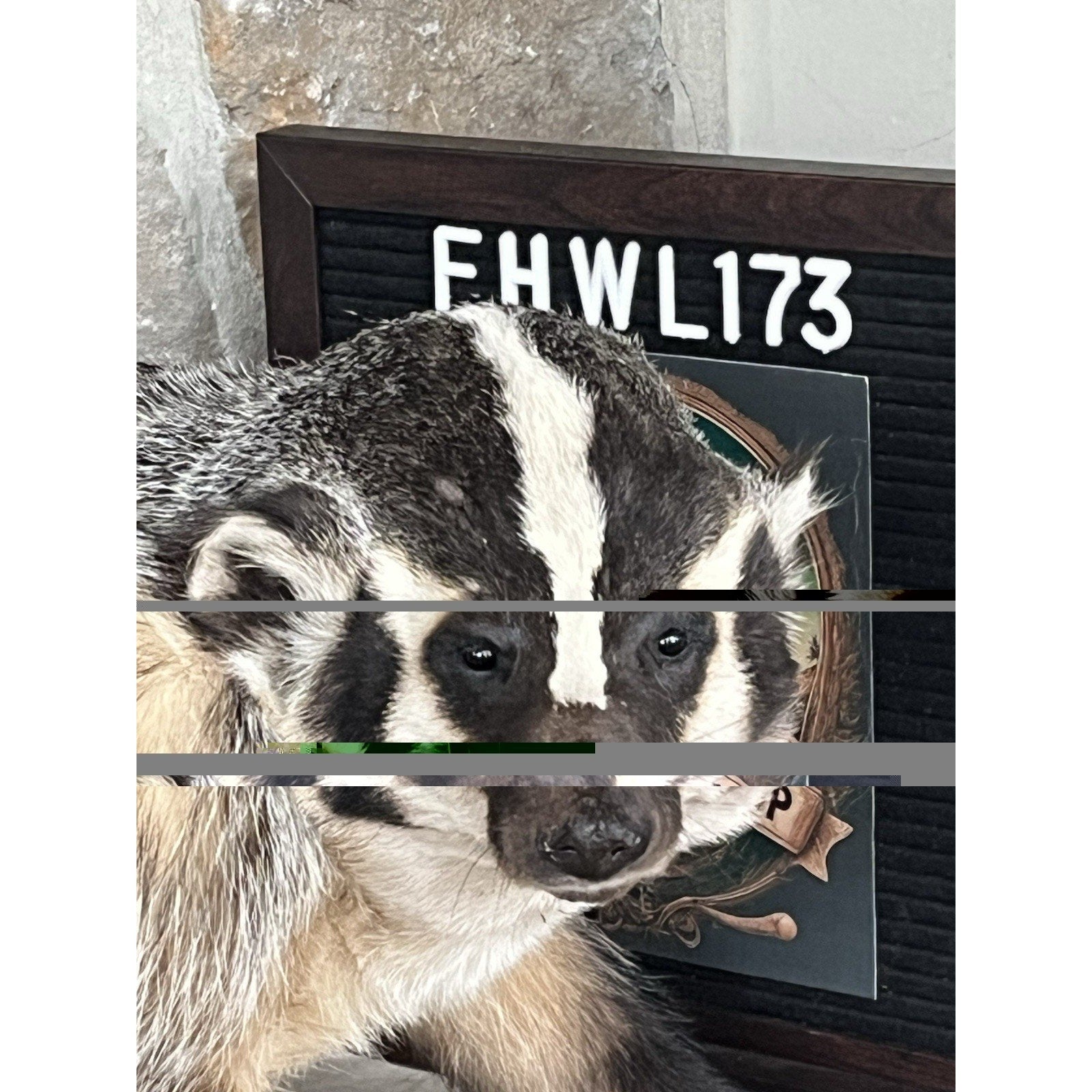 FHWL173- Fat Badger Taxidermy Mount