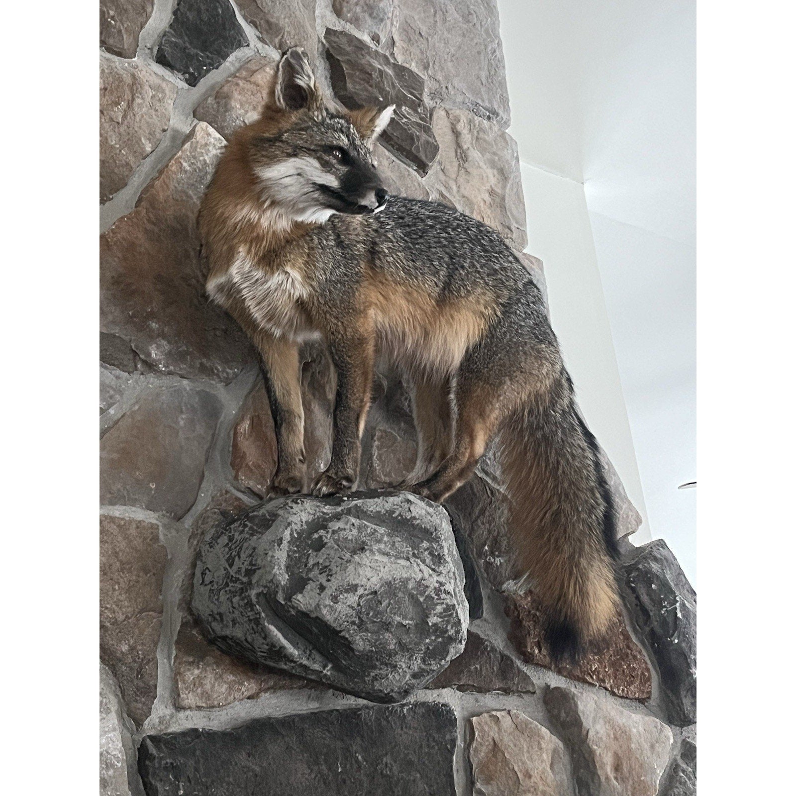 FHWL25 - Grey Fox Taxidermy Full Body Mount Cabin Camp Man Cave