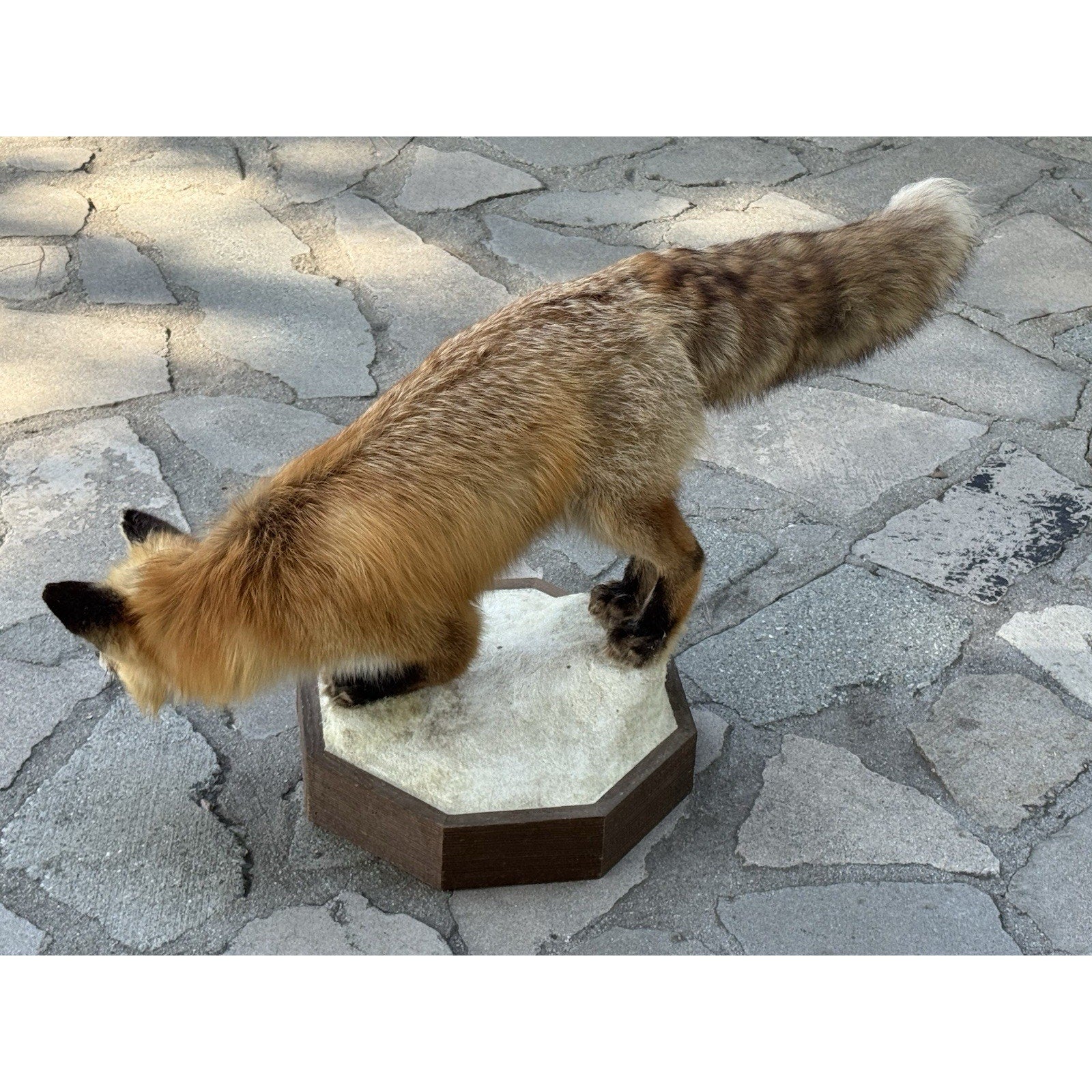FHDARIUS1 - Red Fox Taxidermy Full Body Mount