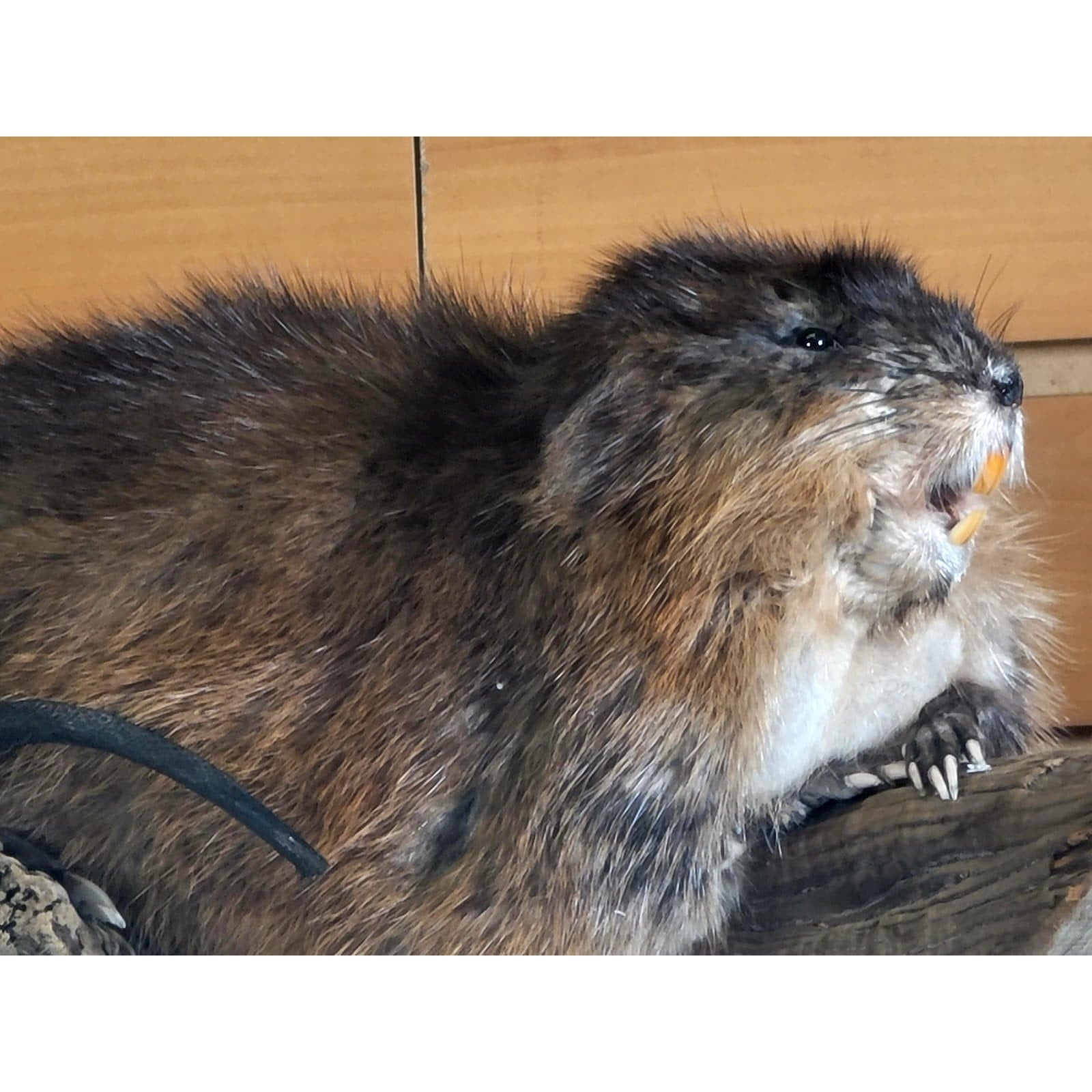 FHMUSK7 - Muskrat Taxidermy Mount