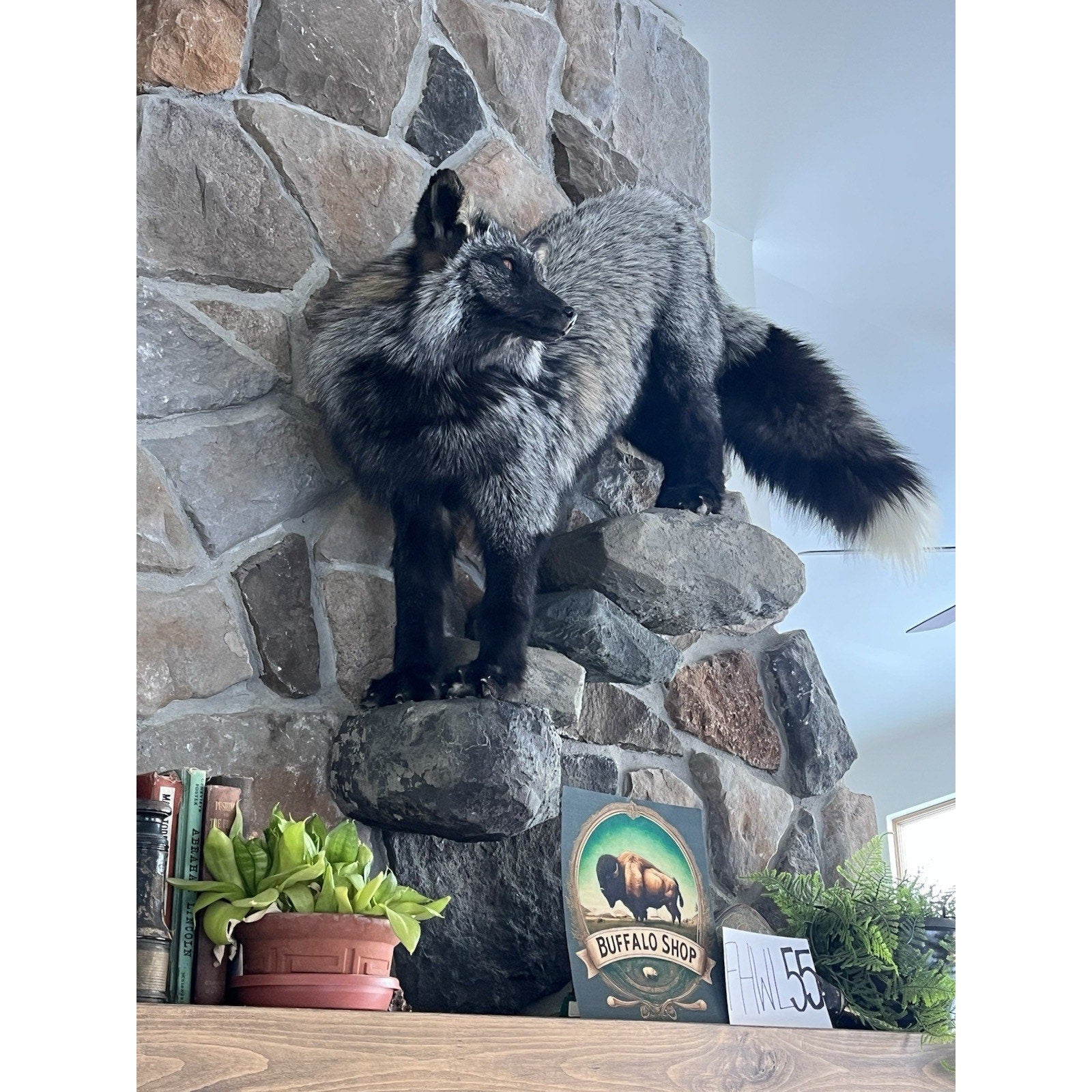 FHWL55 - Massive Silver Fox Taxidermy Full Body Mount