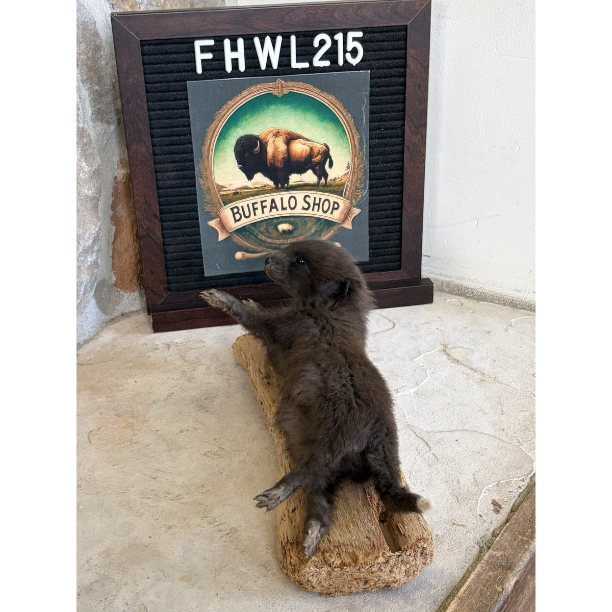 FHWL215 - Baby Fox Lifesize Taxidermy Mount Free Standing