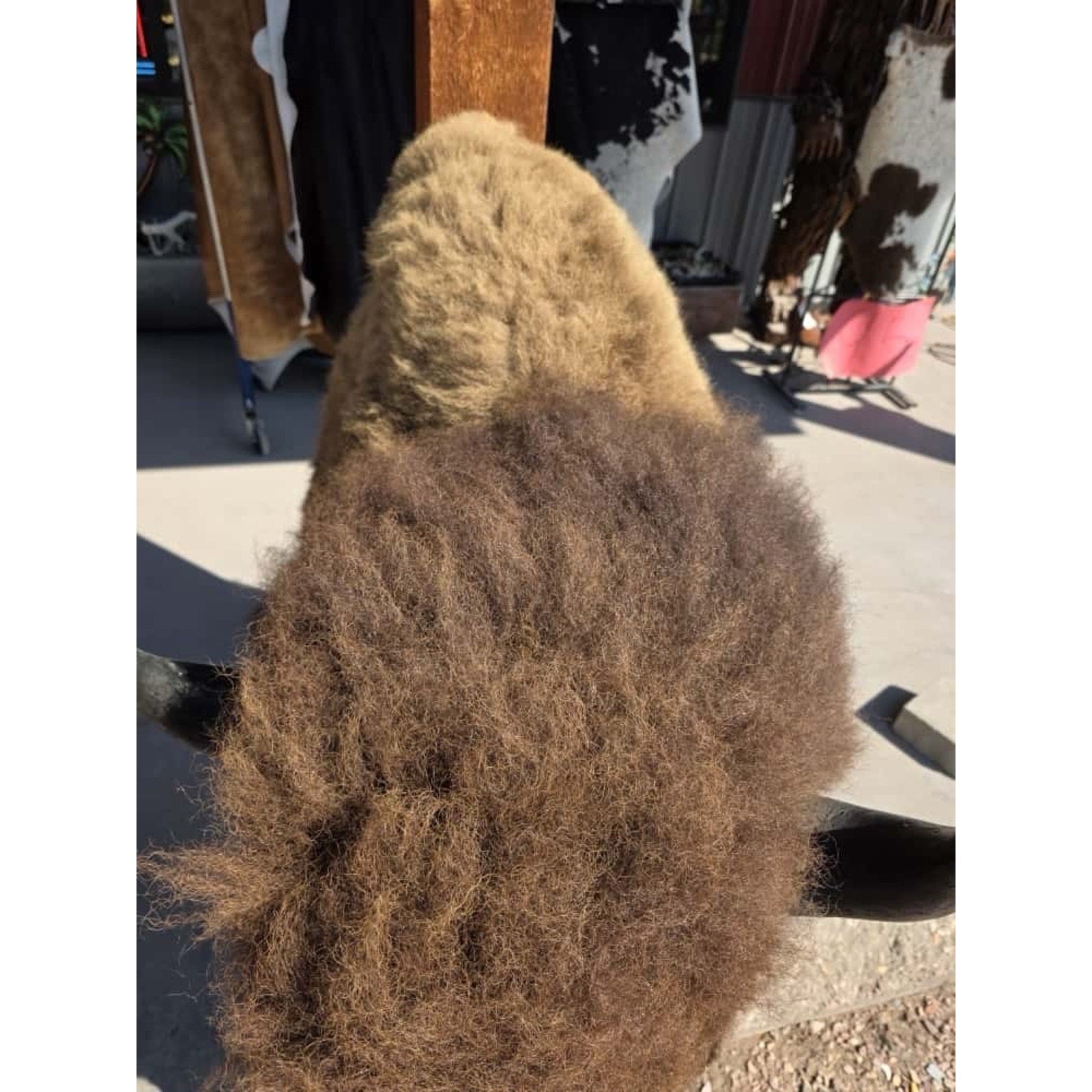 FHMN20 - Gorgeous Mounted Buffalo / Bison Taxidermy Head Shoulder Mount