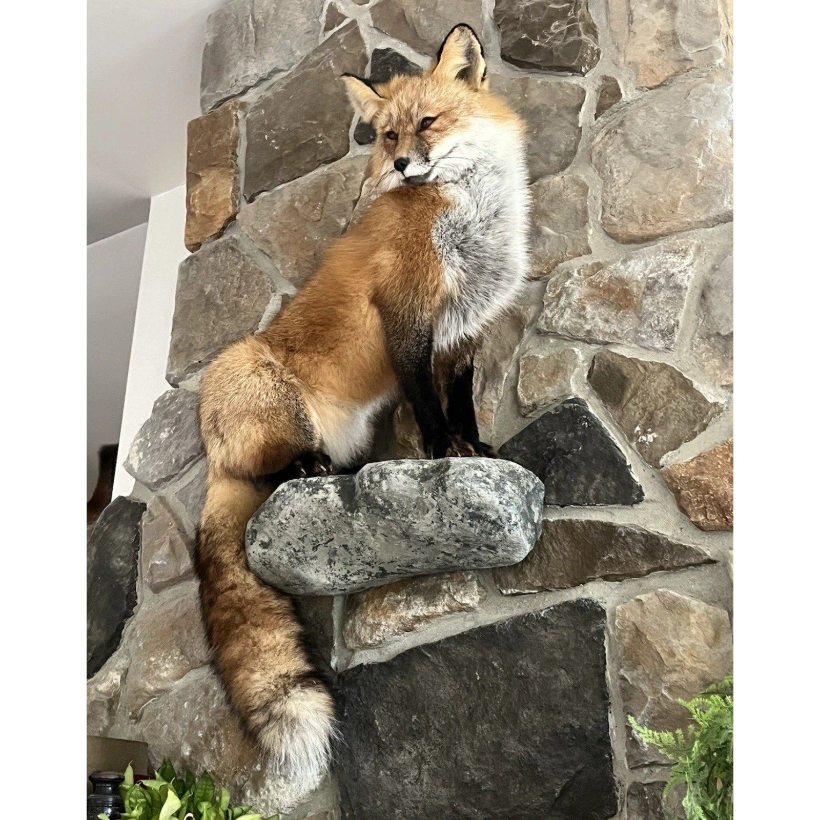 FHWA0727 - Red Fox Taxidermy Full Body Mount