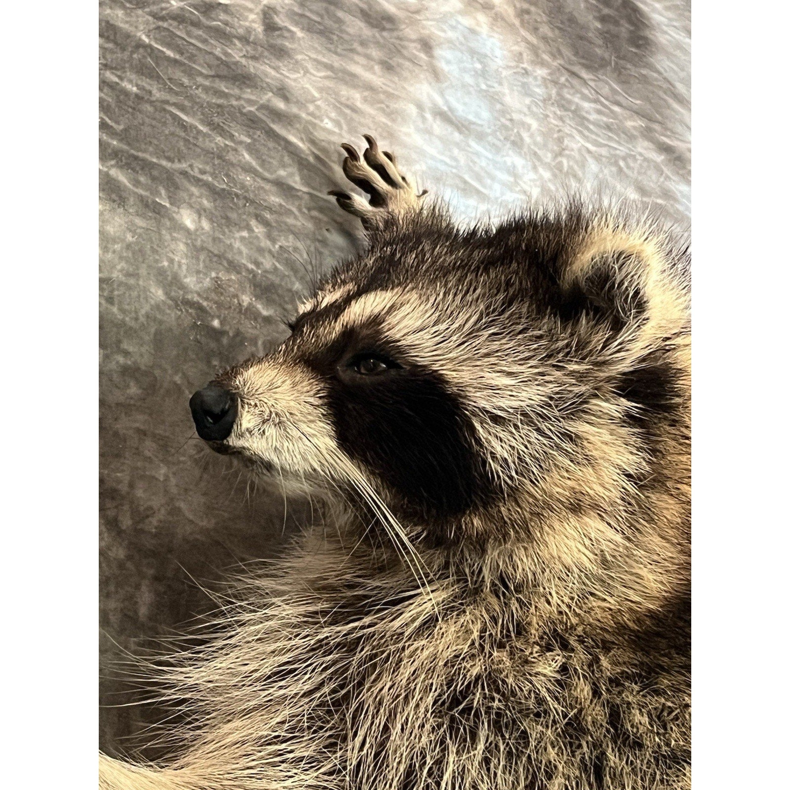 FHWL144- Fat Raccoon Taxidermy Mount