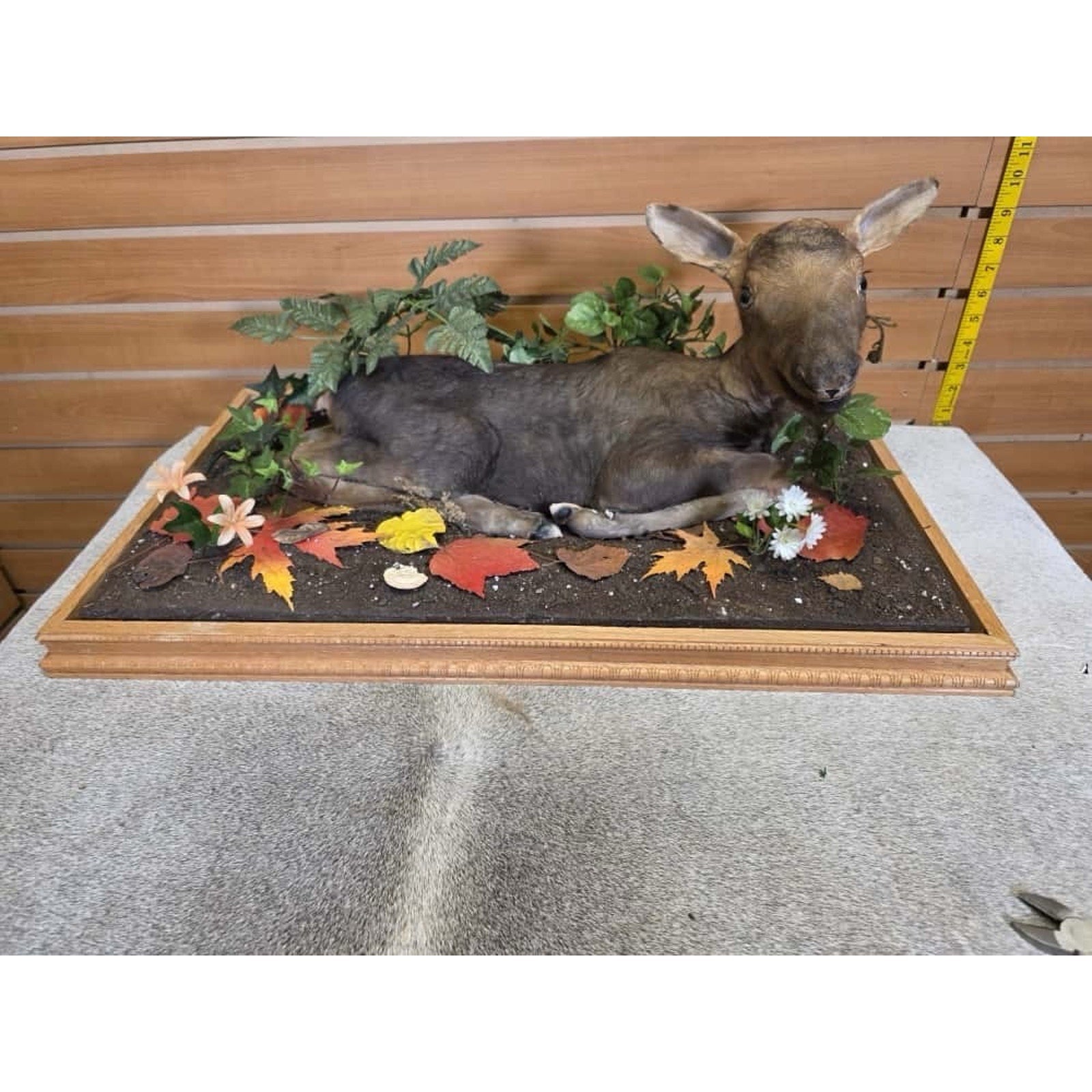 FHCM20 - Baby Moose Calf Full Body Taxidermy Mount