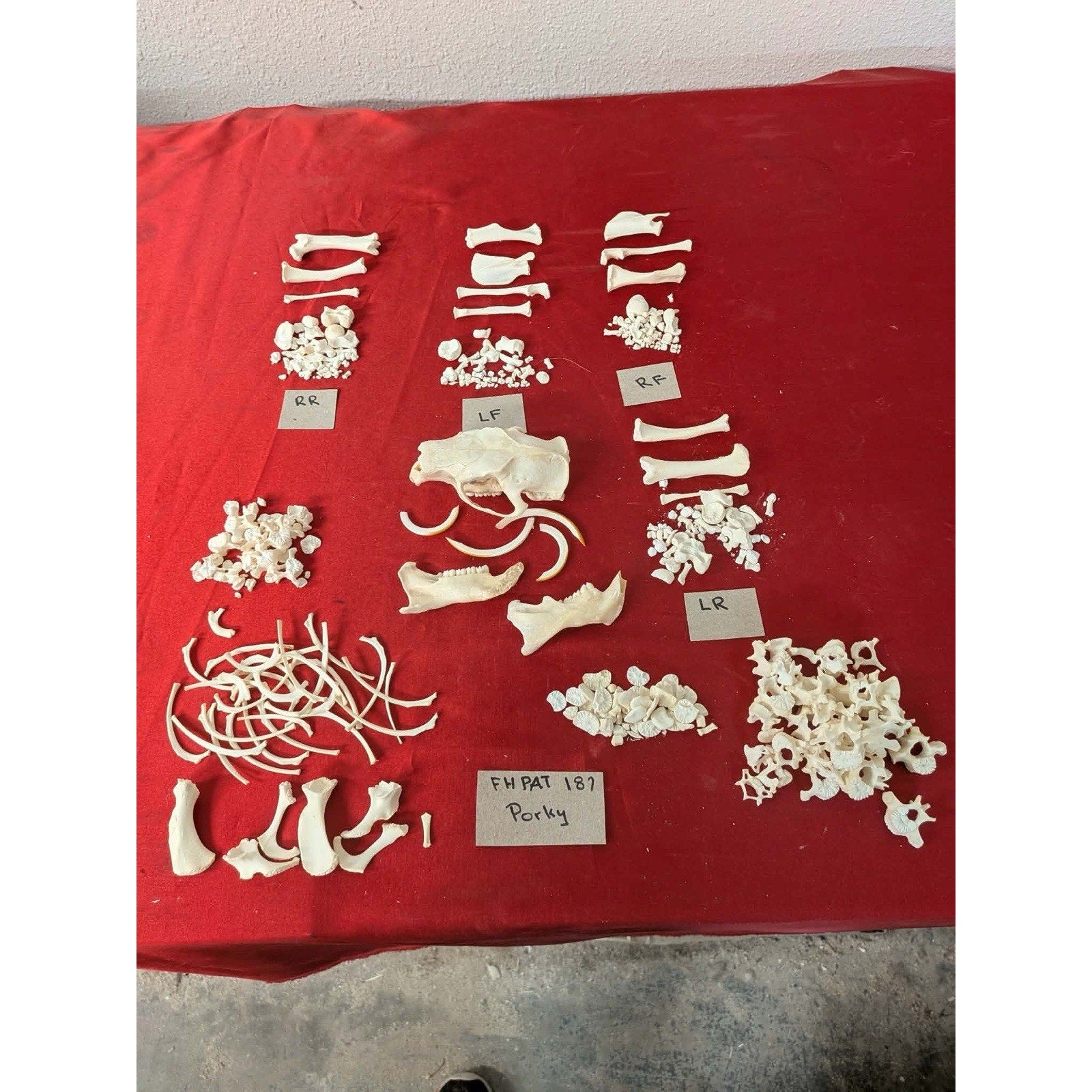 FHPAT187 - Porcupine Skeleton Professionally Cleaned For Articulation Taxidermy