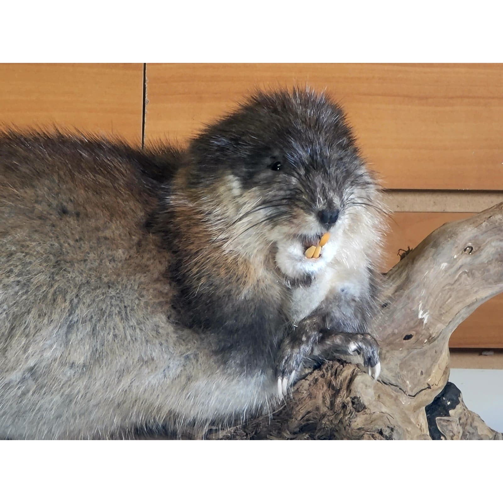 FHMUSK6 - Muskrat Taxidermy Mount