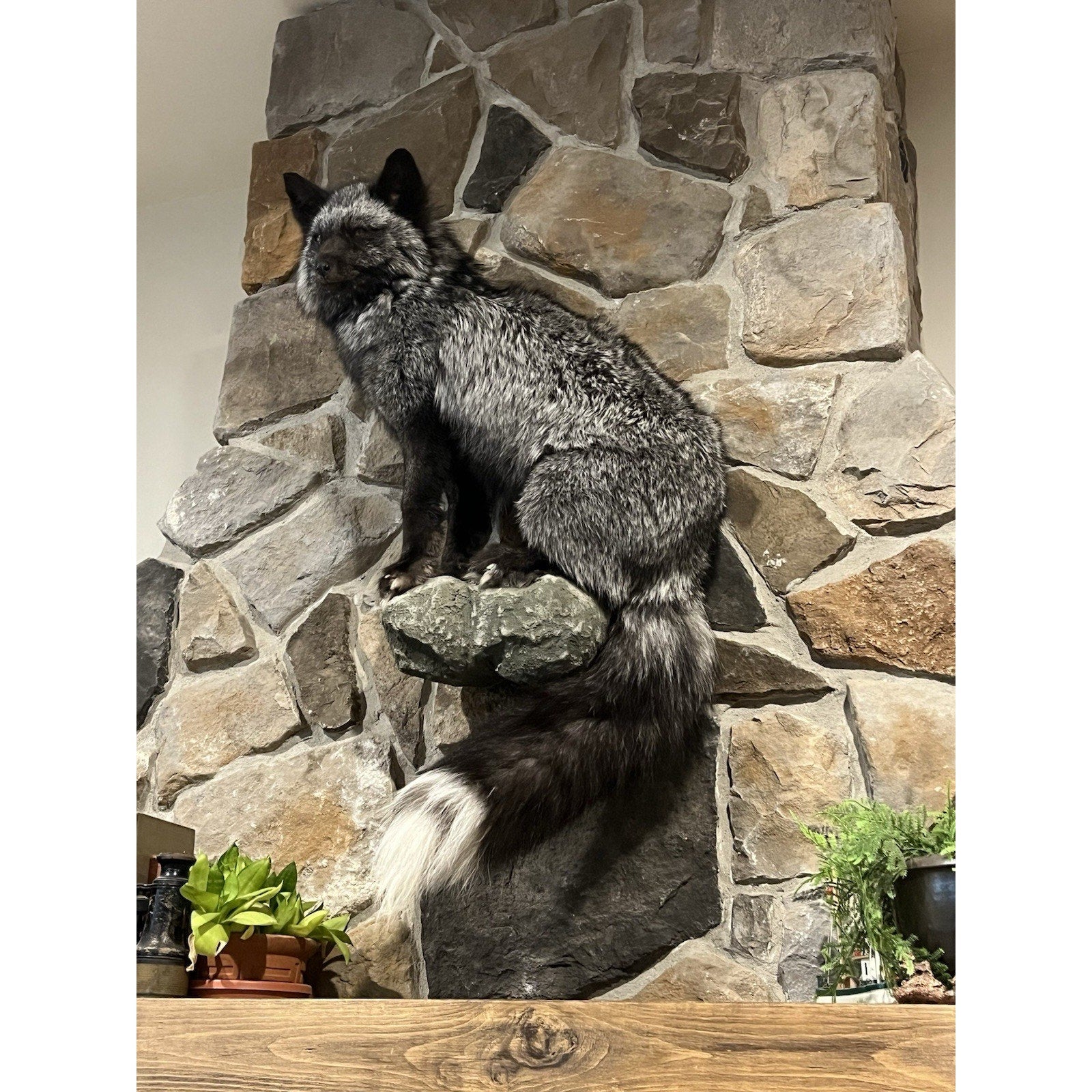 FHWL3 - Massive Silver Fox Taxidermy Full Body Mount