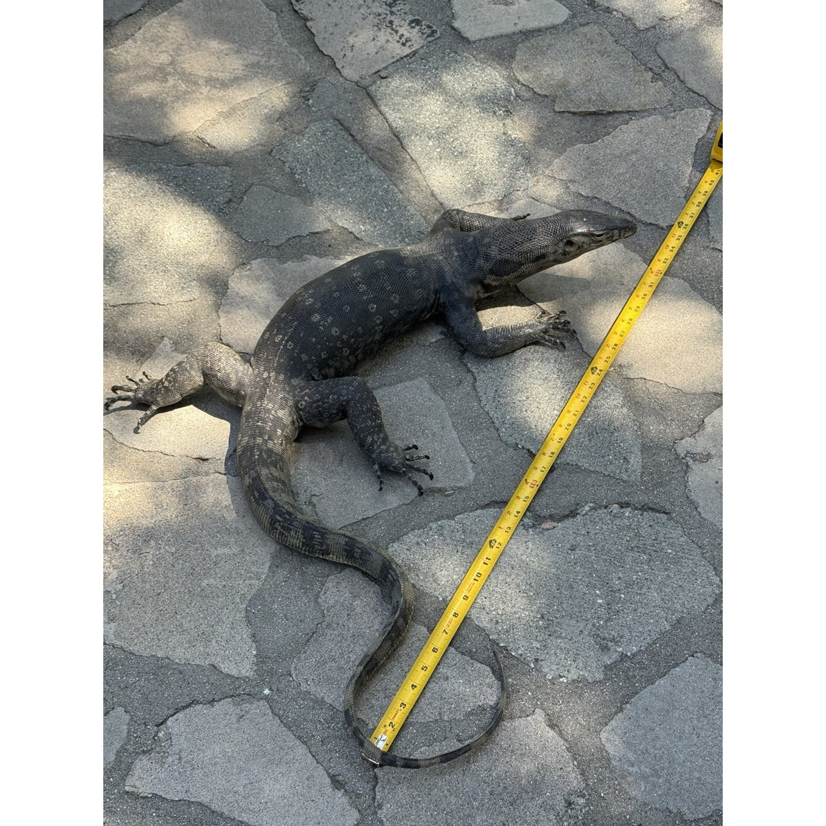 FHDAR629 - Massive Black Monitor Lizard Taxidermy Full Body Mount
