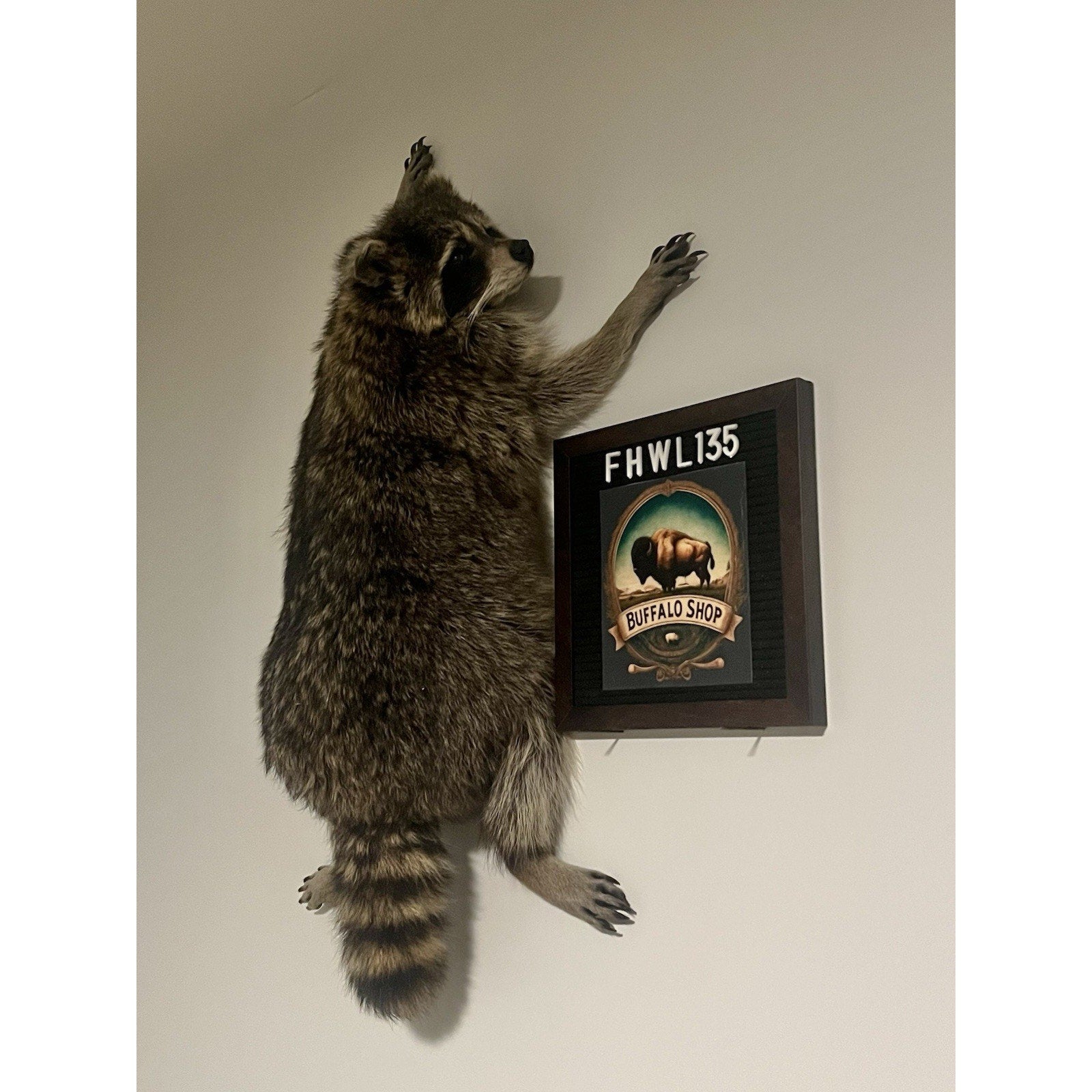 FHWL135 - Fat Raccoon Taxidermy Mount