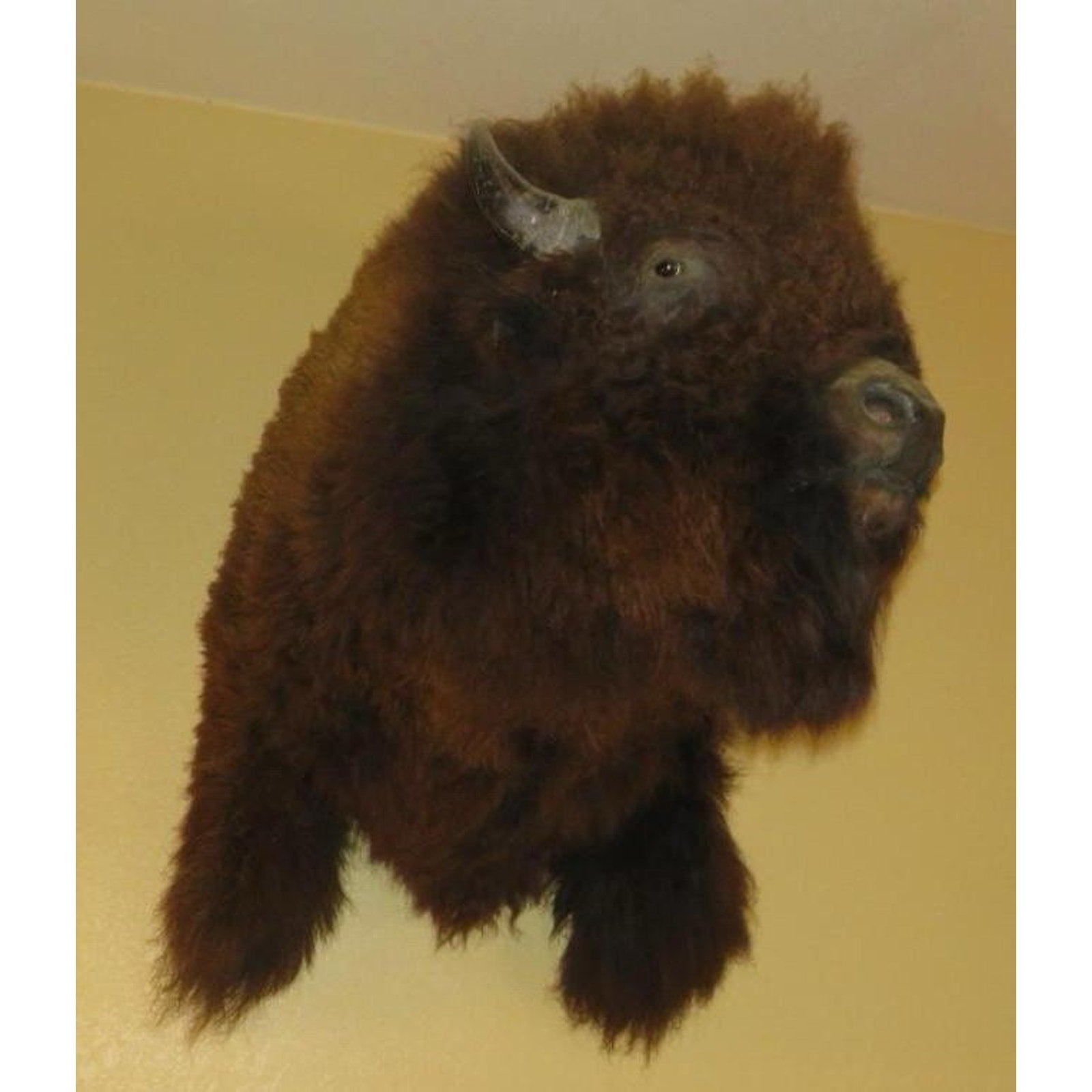 FHPROX1 - Monster Buffalo Bison Taxidermy Shoulder mount Free Shipping