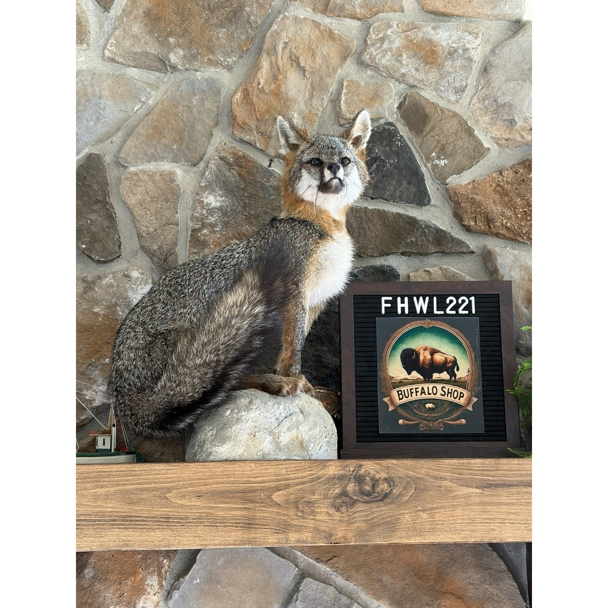 FHWL221 - Grey Fox Taxidermy Full Body Mount Cabin Camp Man Cave