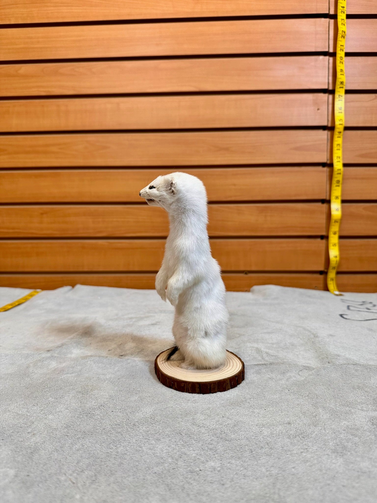 FHWEAS19- Beautiful Adorable Weasel Ermine Small Animal Taxidermy