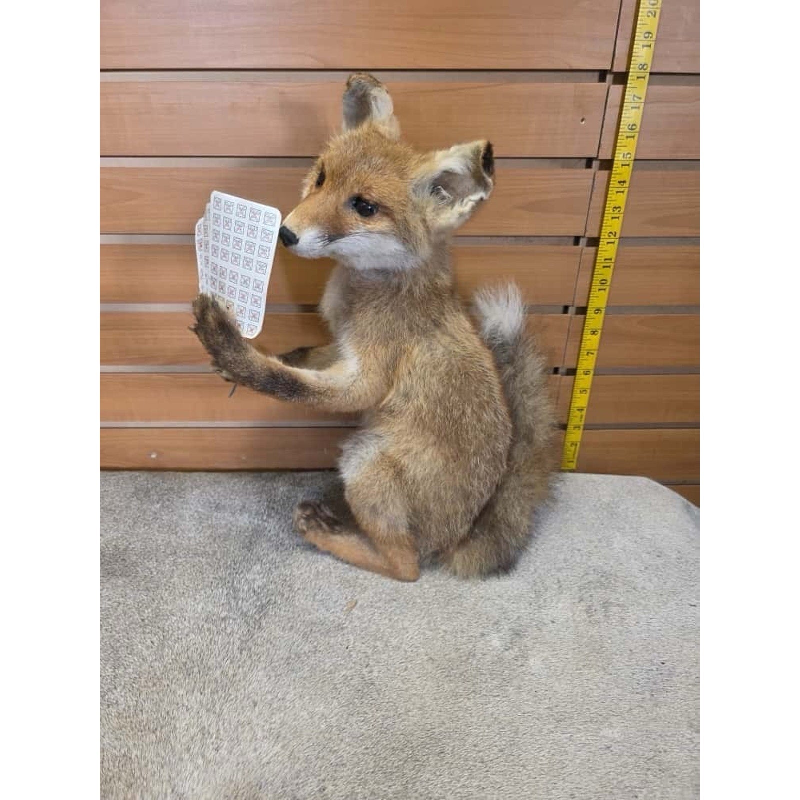 JTV233 - baby fox taxidermy mount
