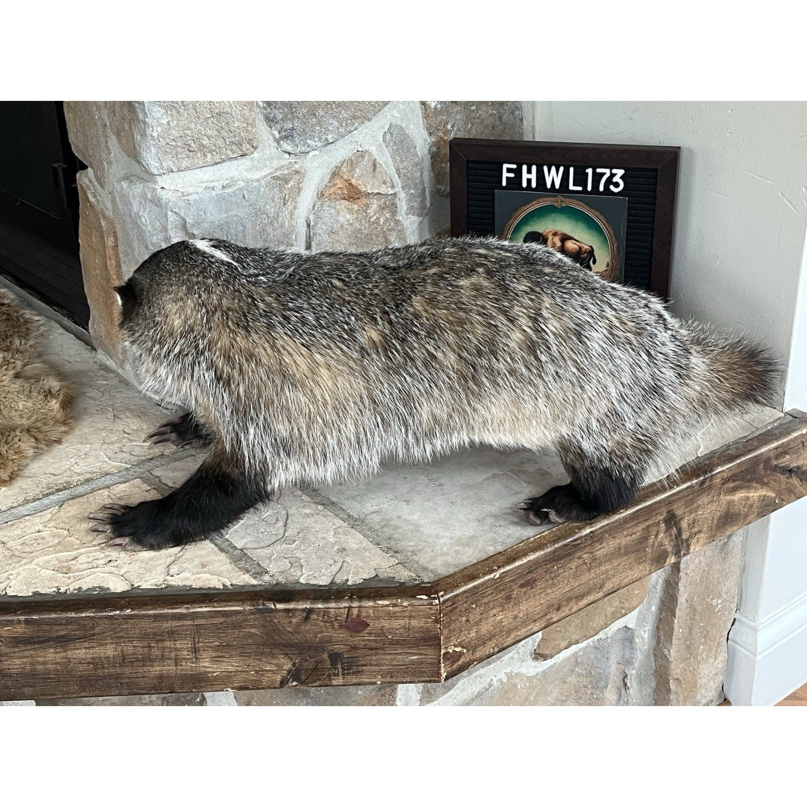 FHWL173- Fat Badger Taxidermy Mount