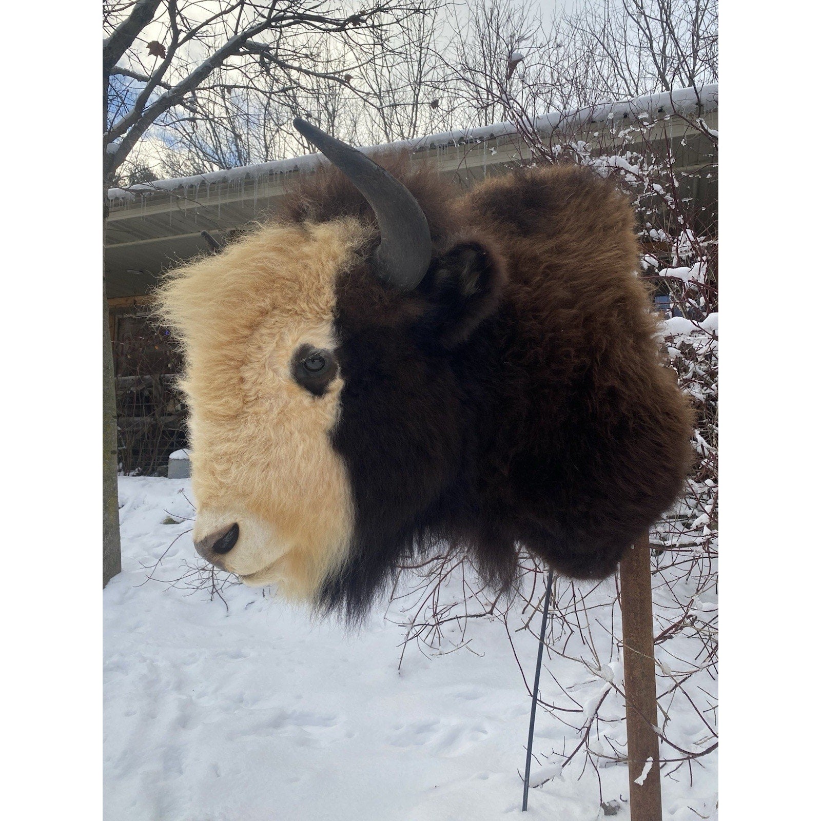 FHDAR40- Rare Sacred White-faced Buffalo Bison Taxidermy Shoulder mount