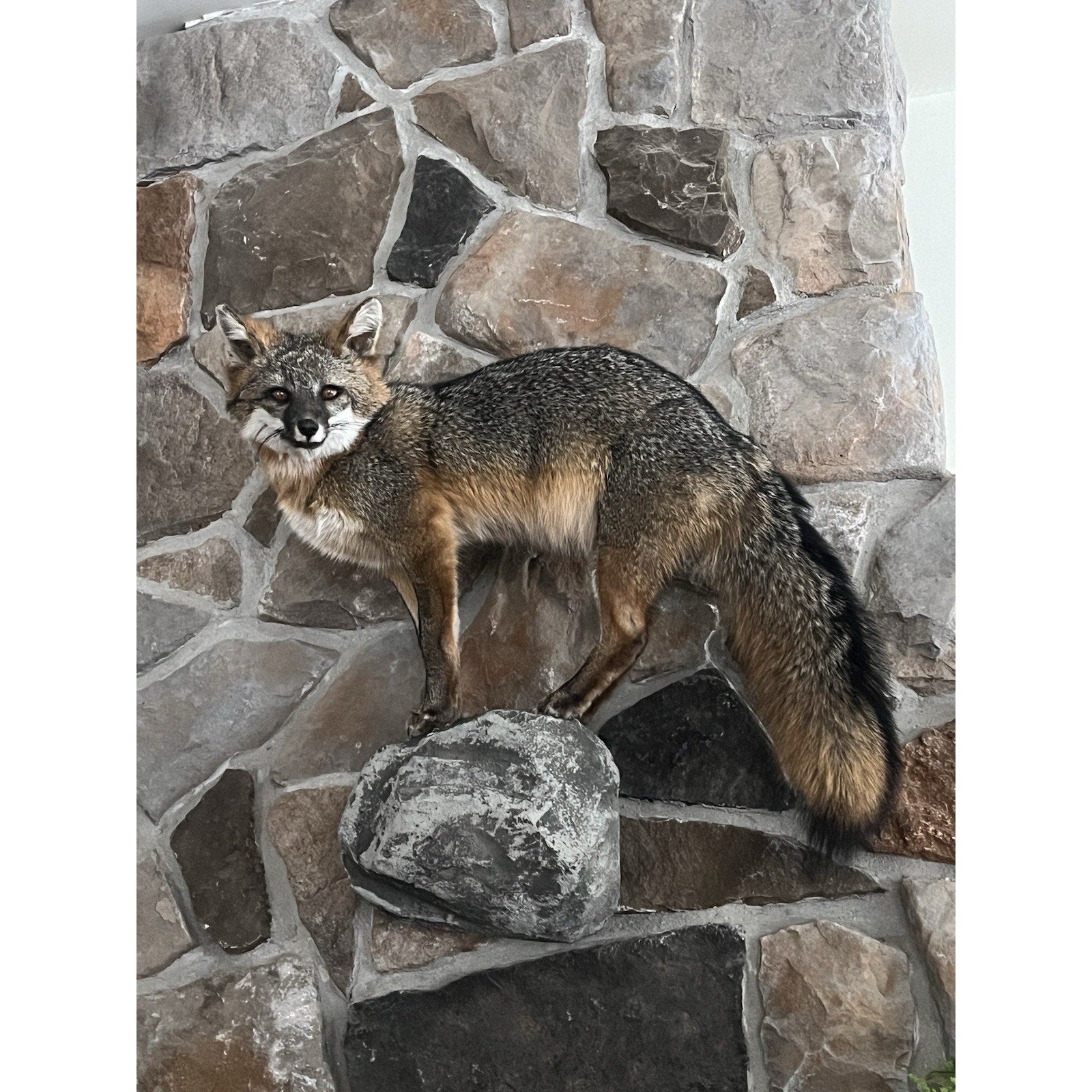 FHWL25 - Grey Fox Taxidermy Full Body Mount Cabin Camp Man Cave