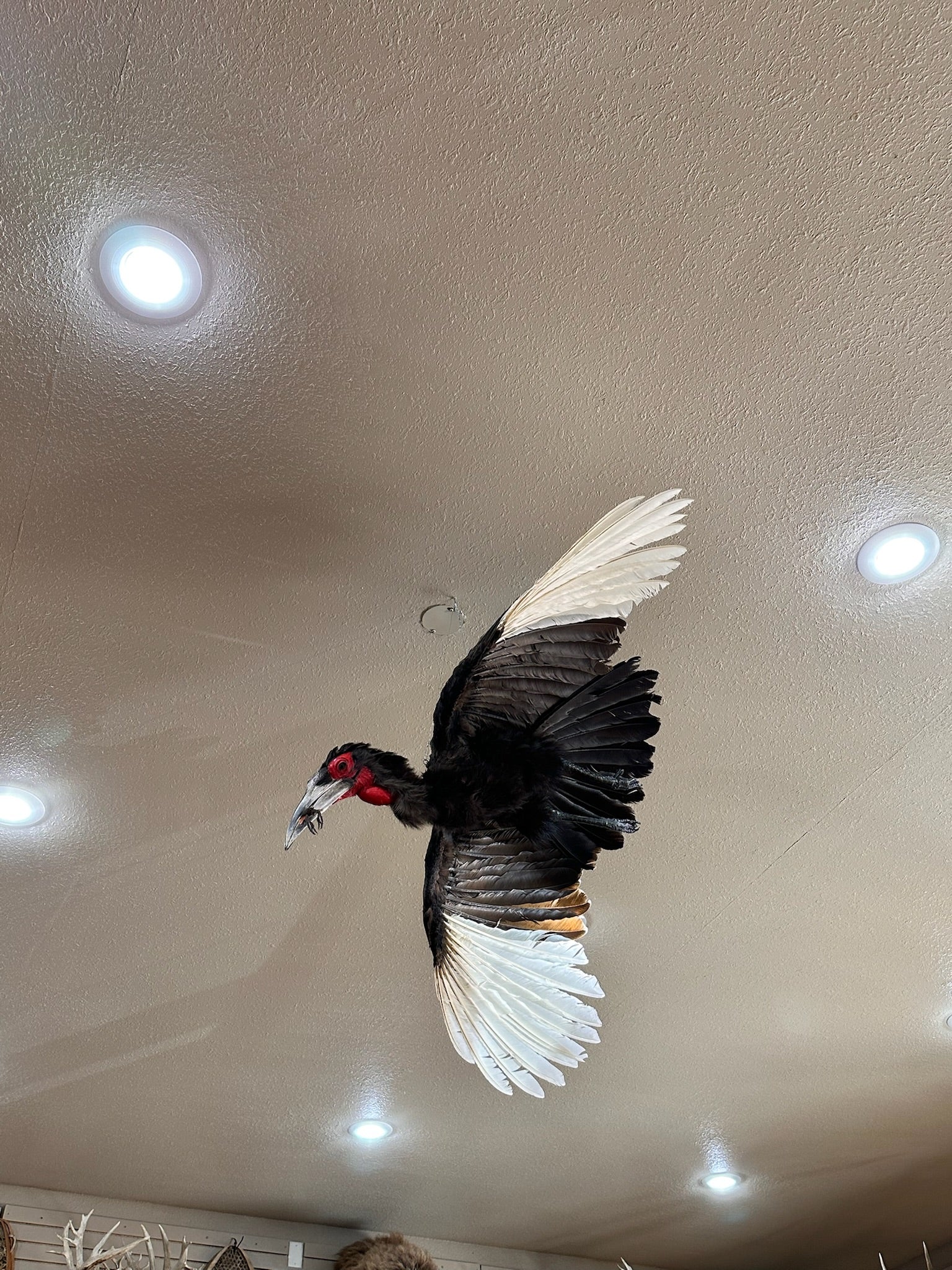 FH205-Southern Ground Hornbill In Flight Bird Taxidermy