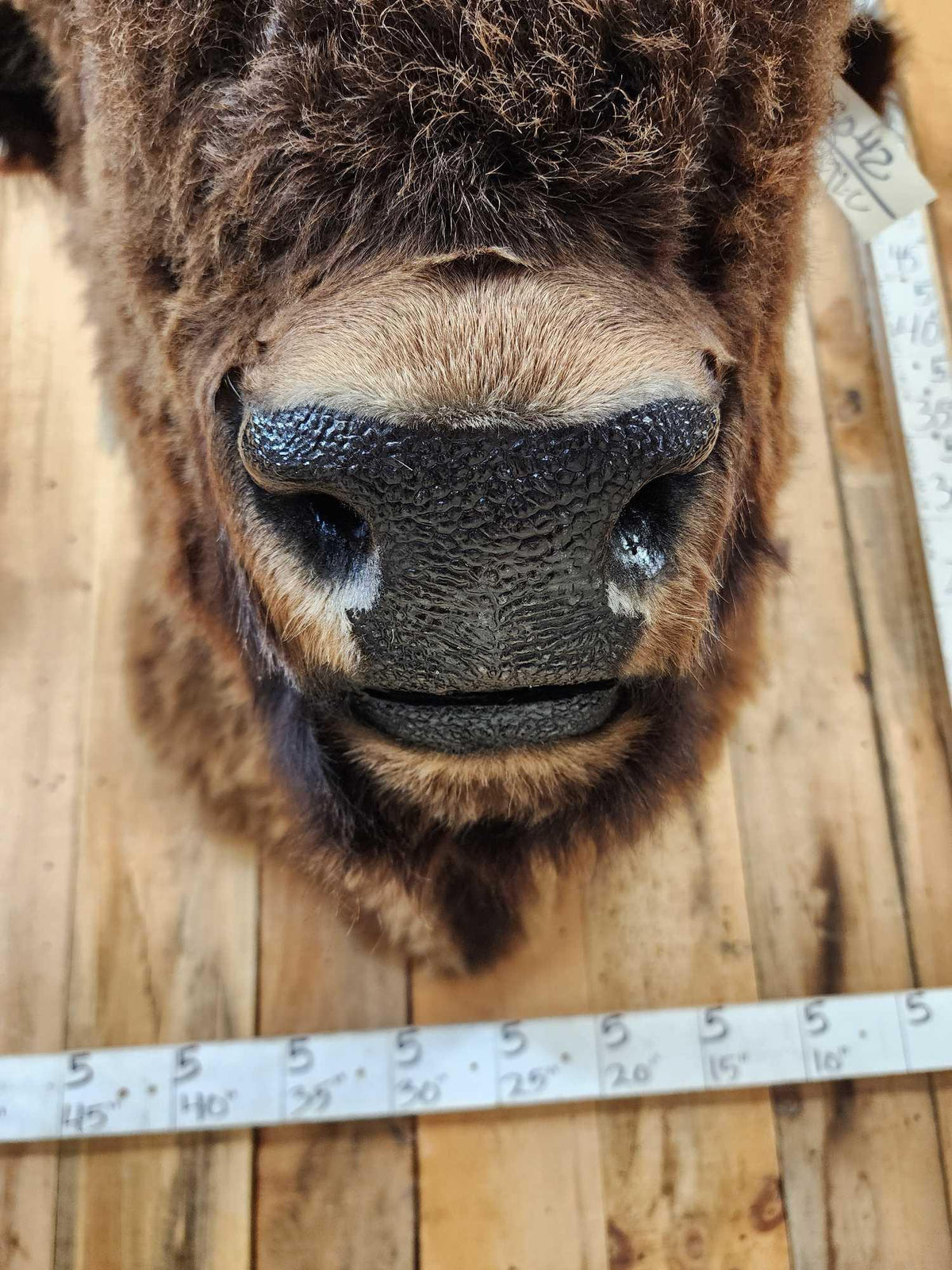 FH72C - BIG American Bison Buffalo Shoulder Mount Taxidermy