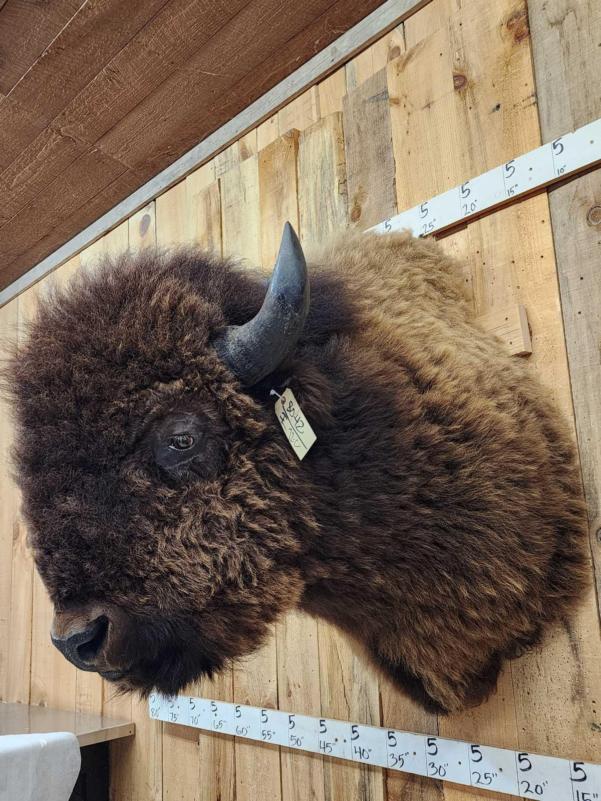 FH72C - BIG American Bison Buffalo Shoulder Mount Taxidermy