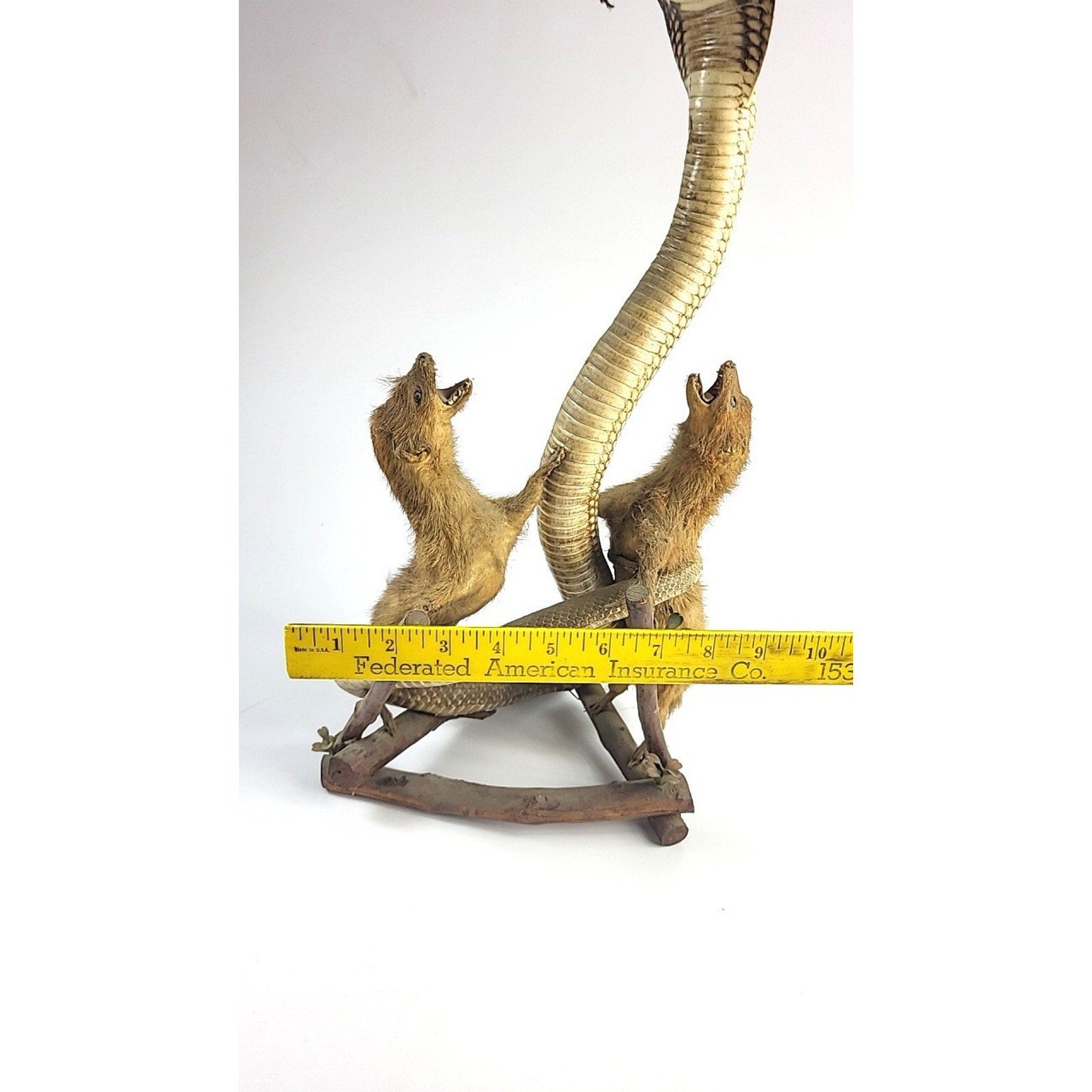 FHGDWL1 - Cobra And Two Mongooses Taxidermy Diorama On Wood Branch Base