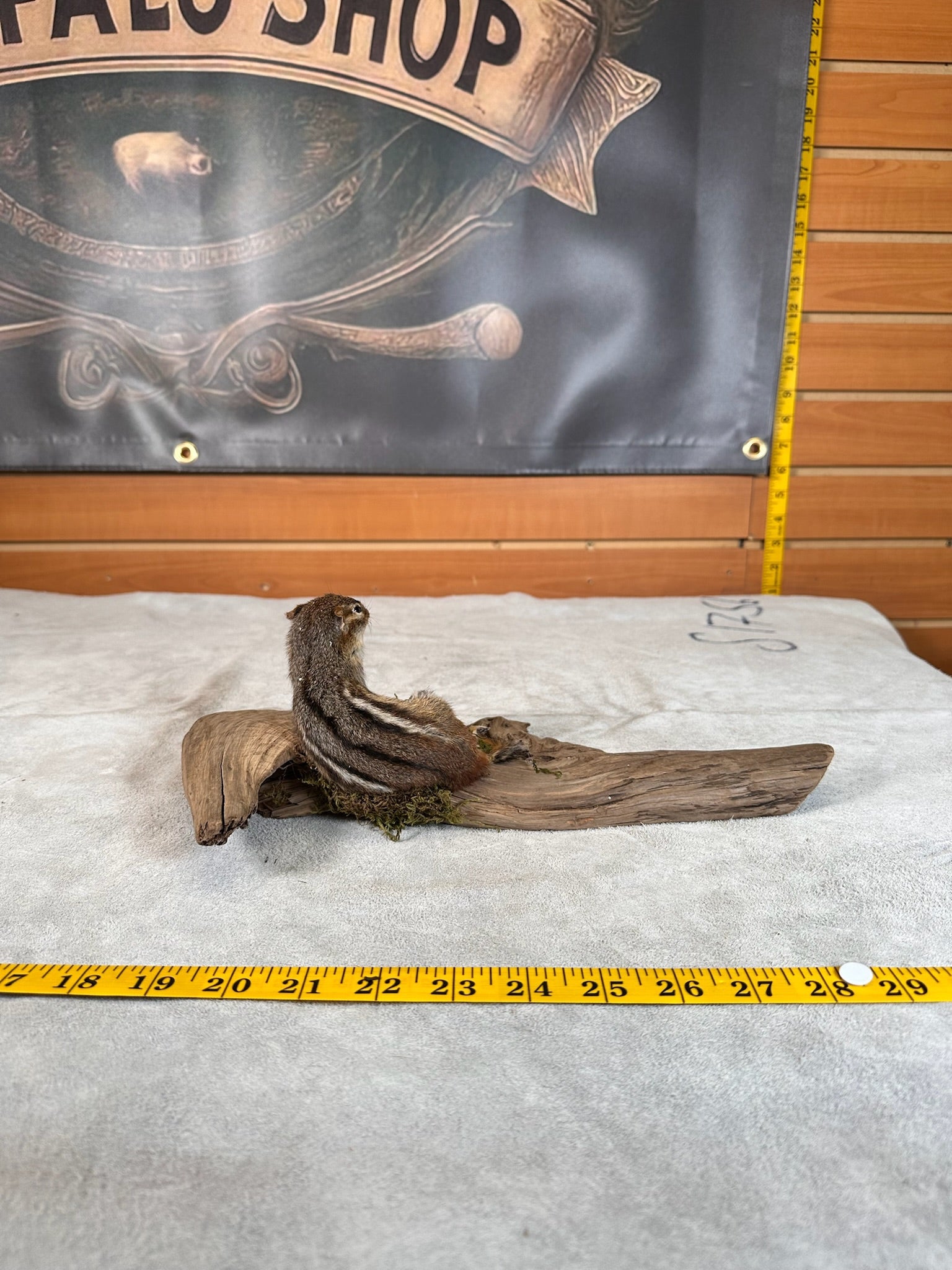 FHCHIP20- chipmunk taxidermy mount