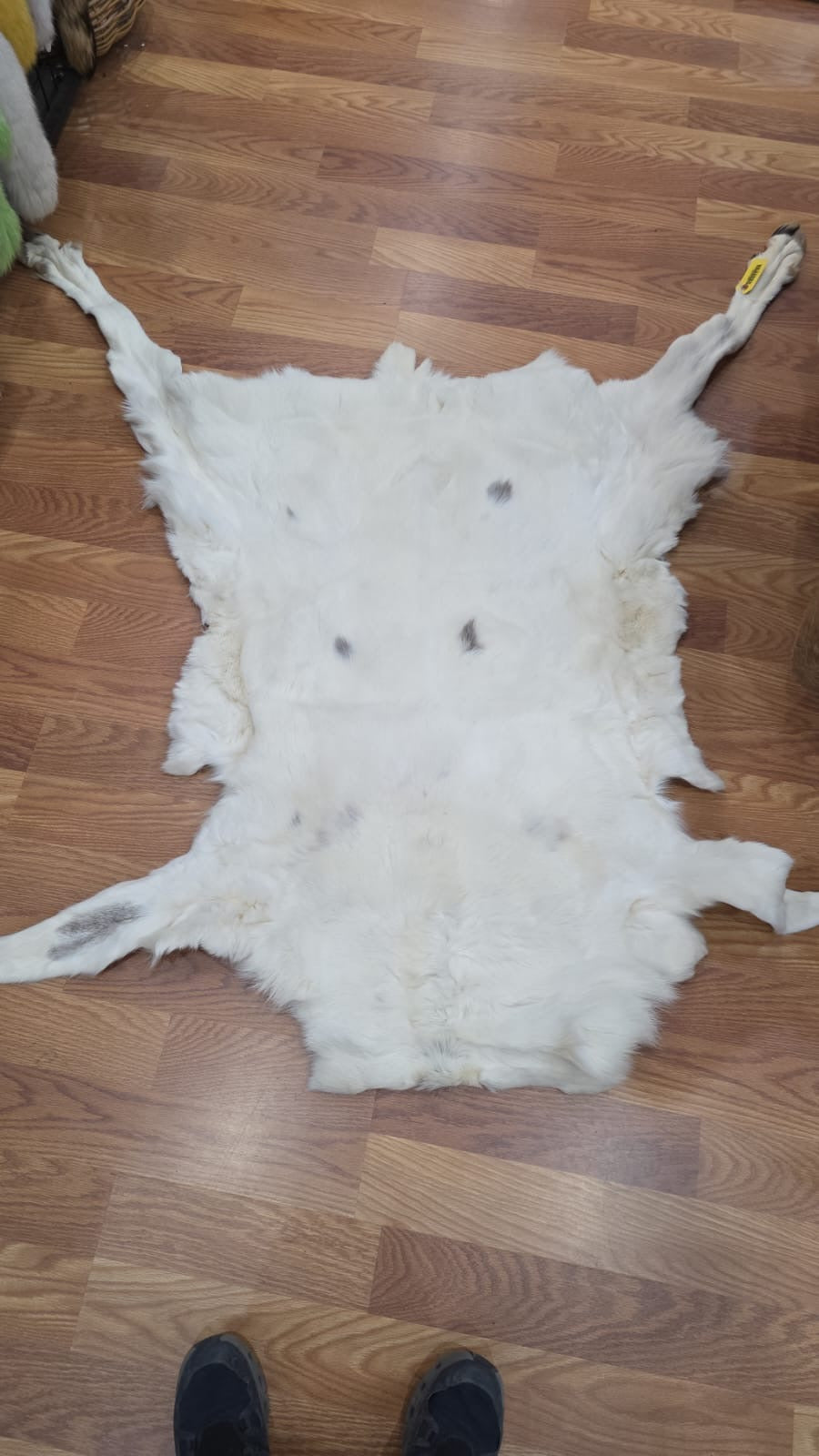 FHSD43 - caribou white beautiful hide 50”x30”