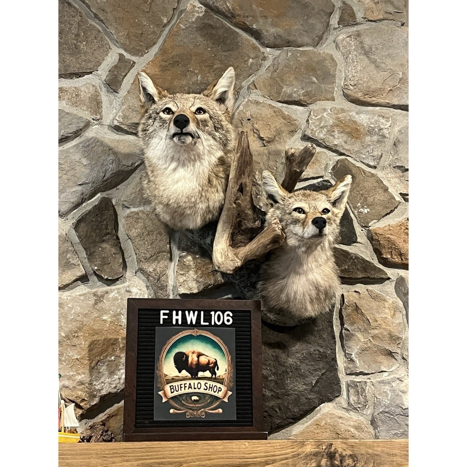 FHWL106 - Pair Of Coyote Shoulder Museum Quality mount Taxidermy