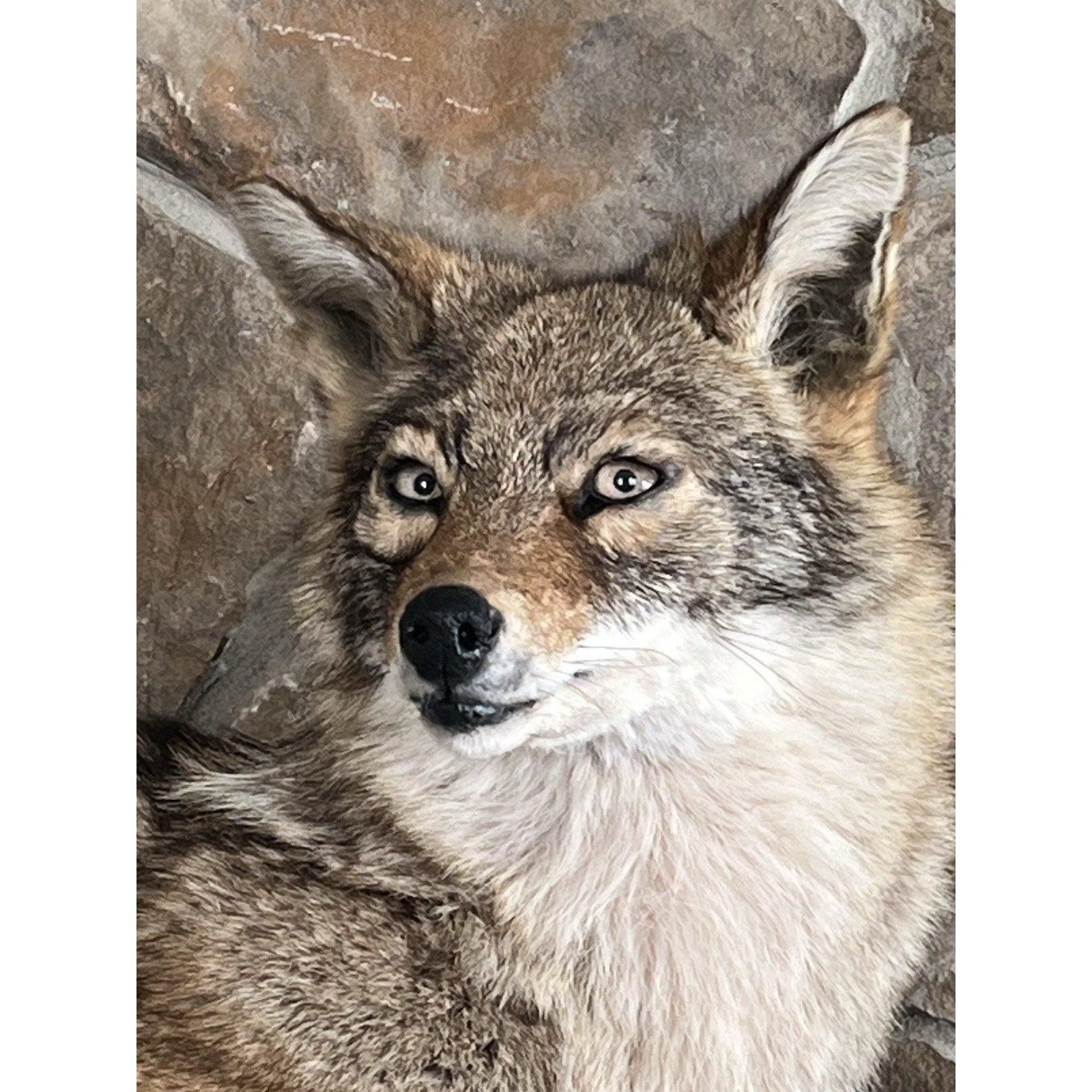 FHWL78 - Coyote Museum Quality Wall mount Taxidermy