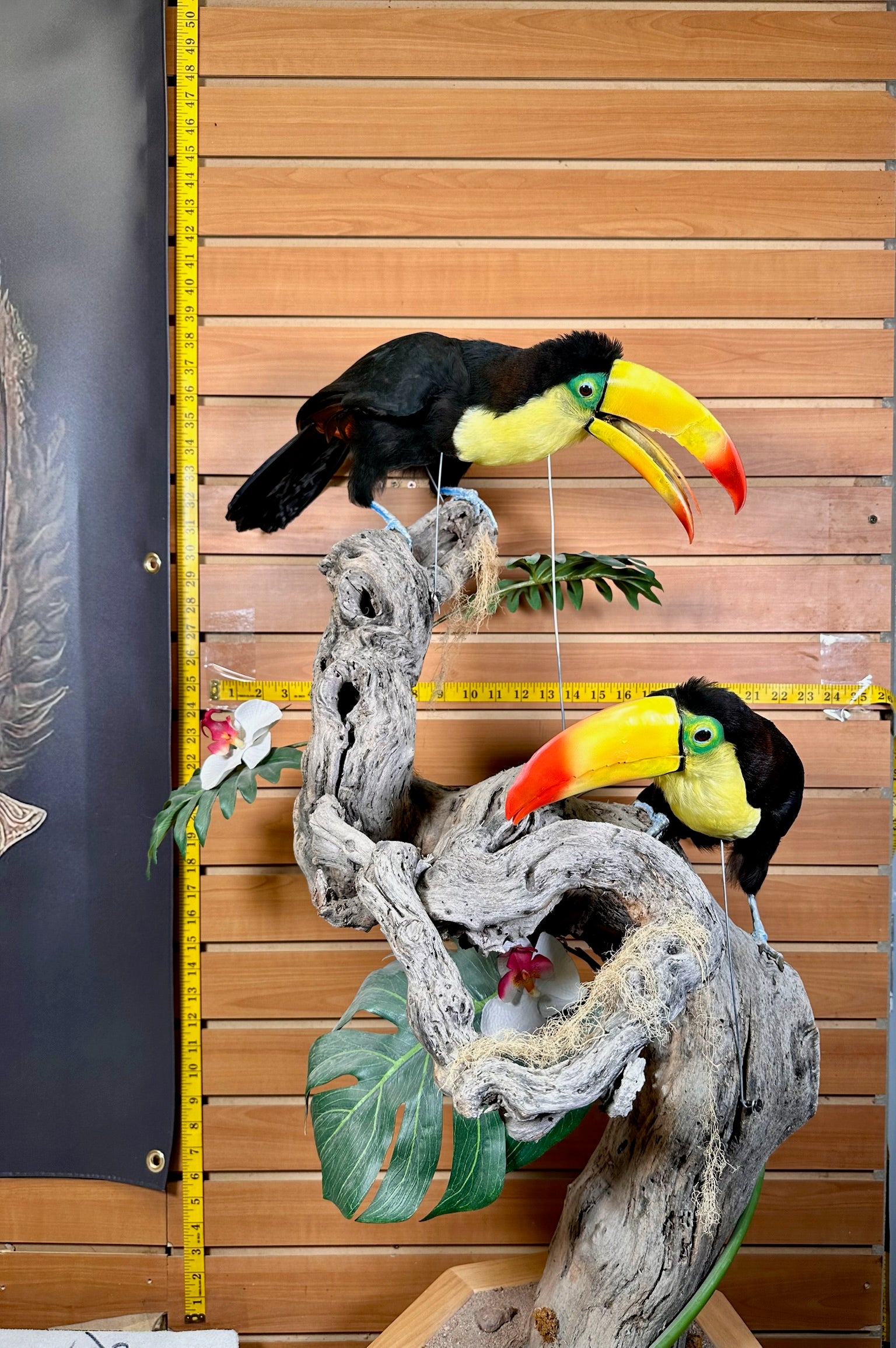 FH739-Keel billed toucans taxidermy mount - captive bred
