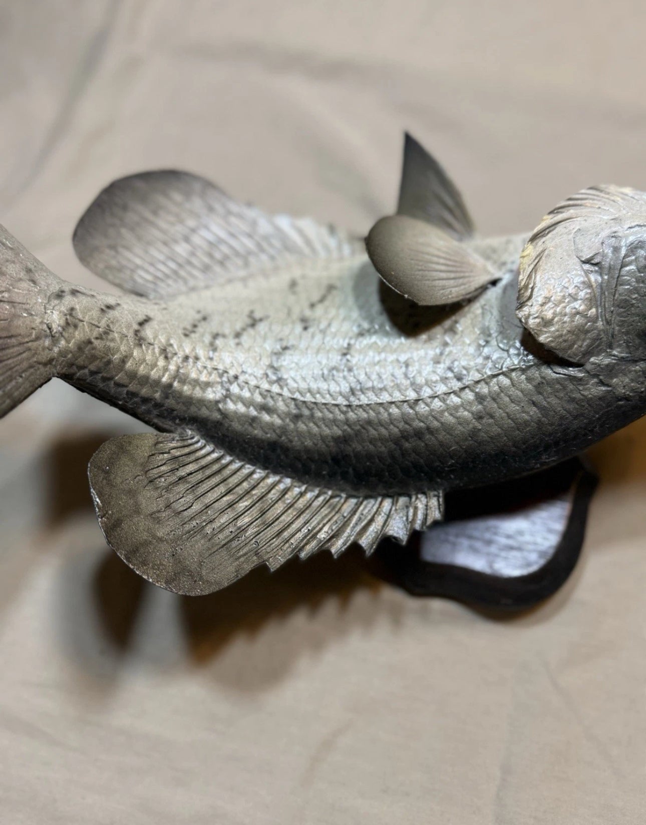 FHEB0817 - 12.5 Inch Crappie Taxidermy Mount