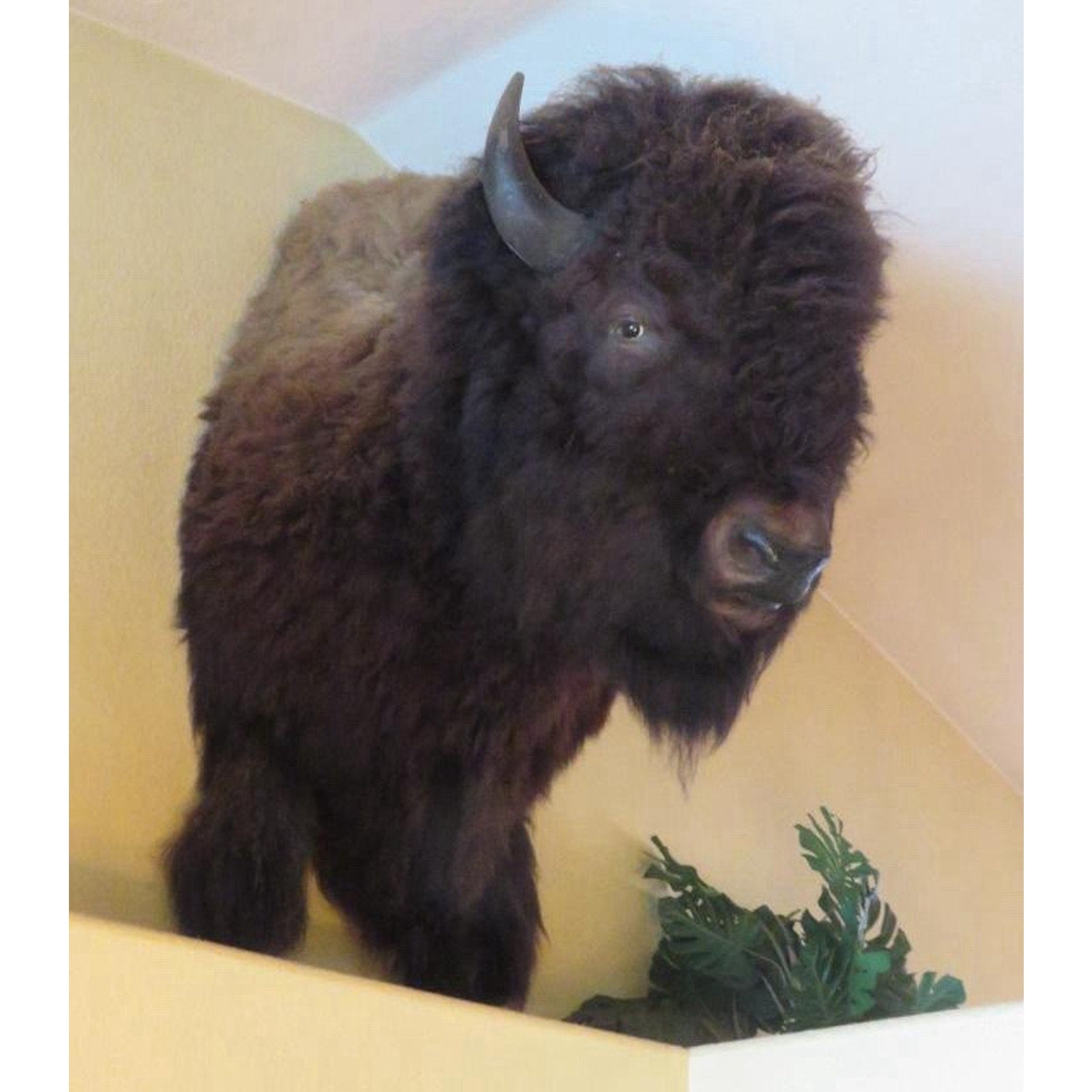 FHPROX2 - Monster Buffalo Bison Taxidermy Shoulder mount Free Shipping