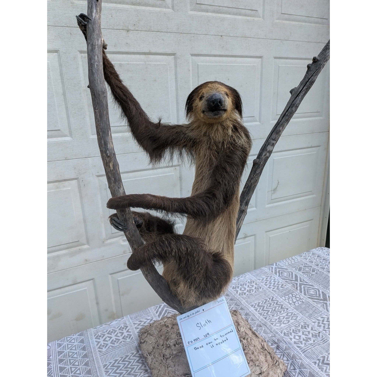 FHPAT159 - New Adult Sloth Taxidermy Mount Full Body
