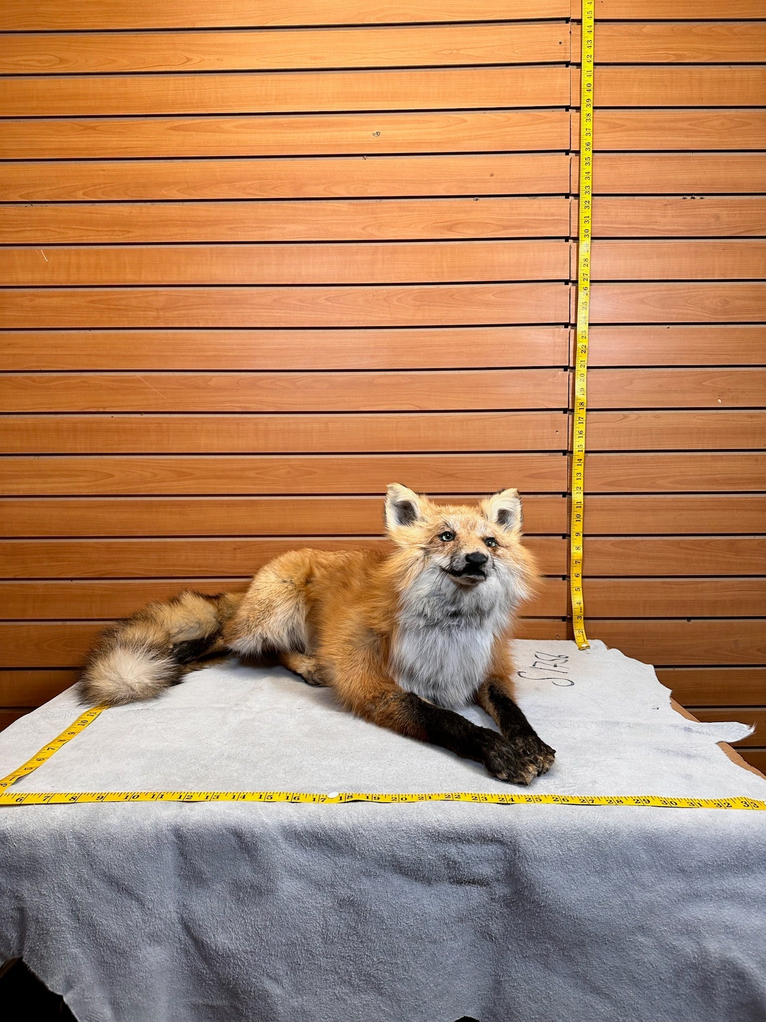 FHFOX13-Red Fox Taxidermy Full Body Mount Prime Fur