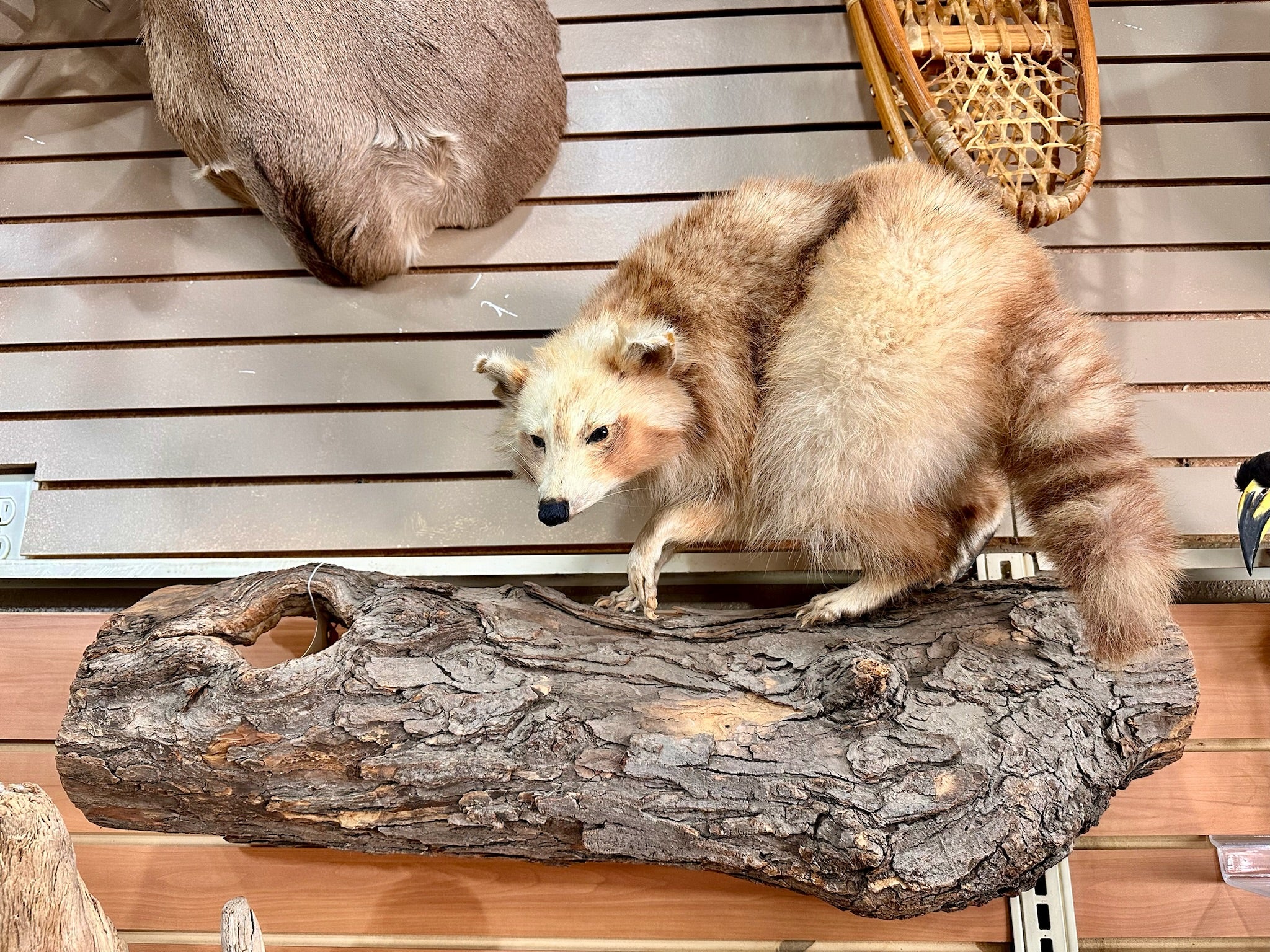 FH196- Blonde Raccoon full body taxidermy mount