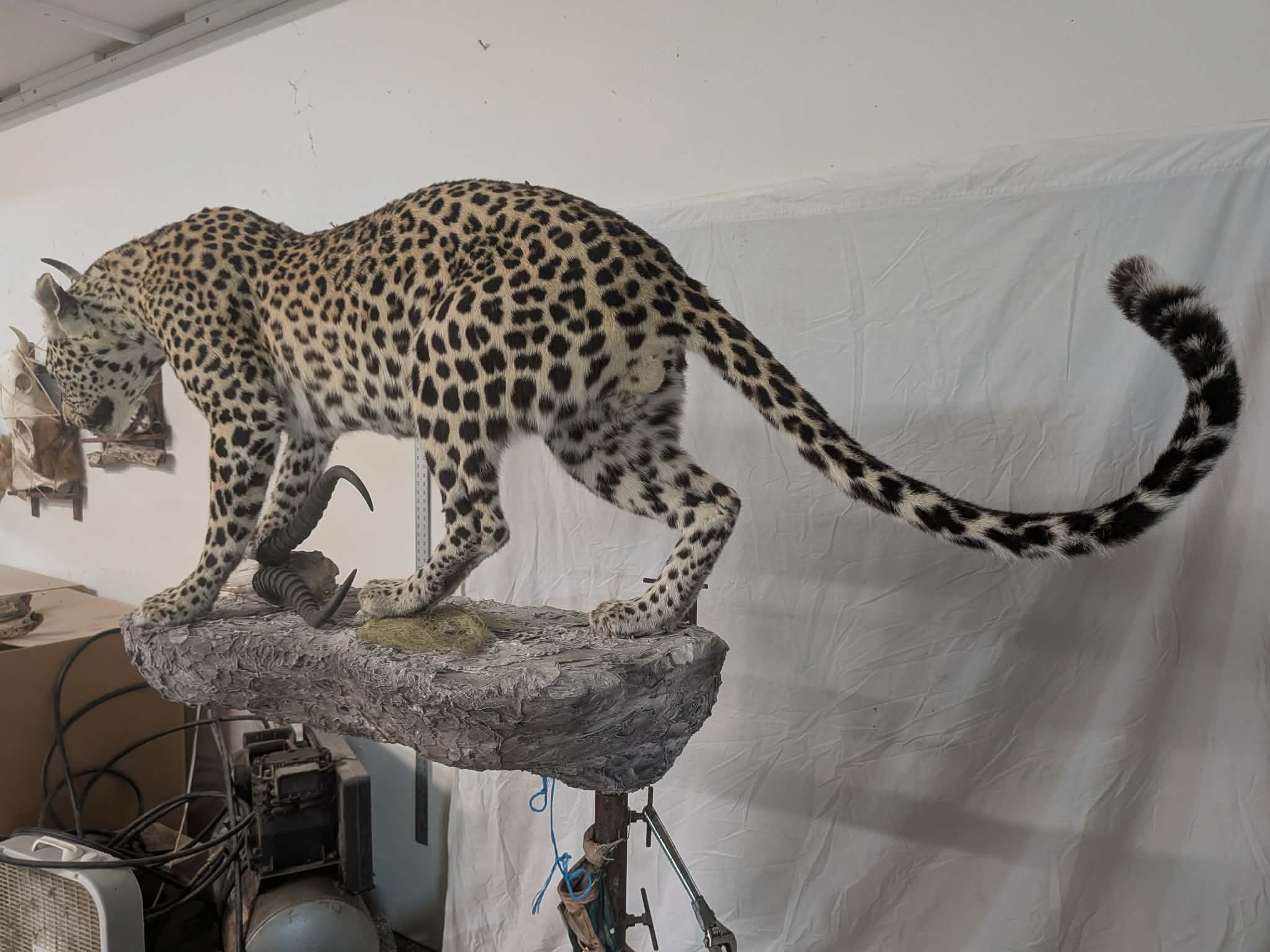 FHPAT739- leopard taxidermy full body mount