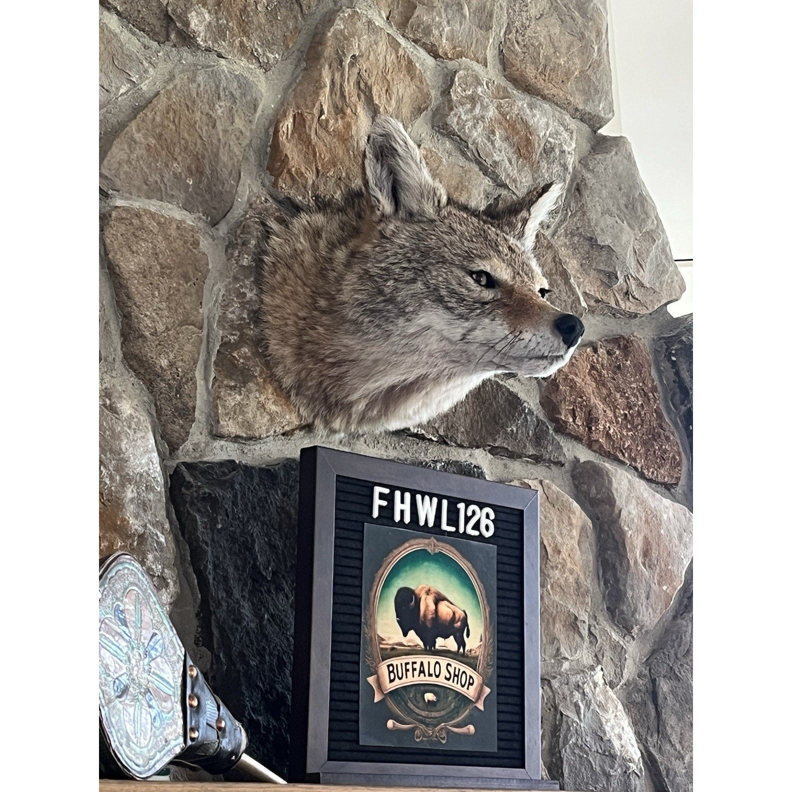 FHWL126 - Coyote Shoulder Museum Quality mount Taxidermy