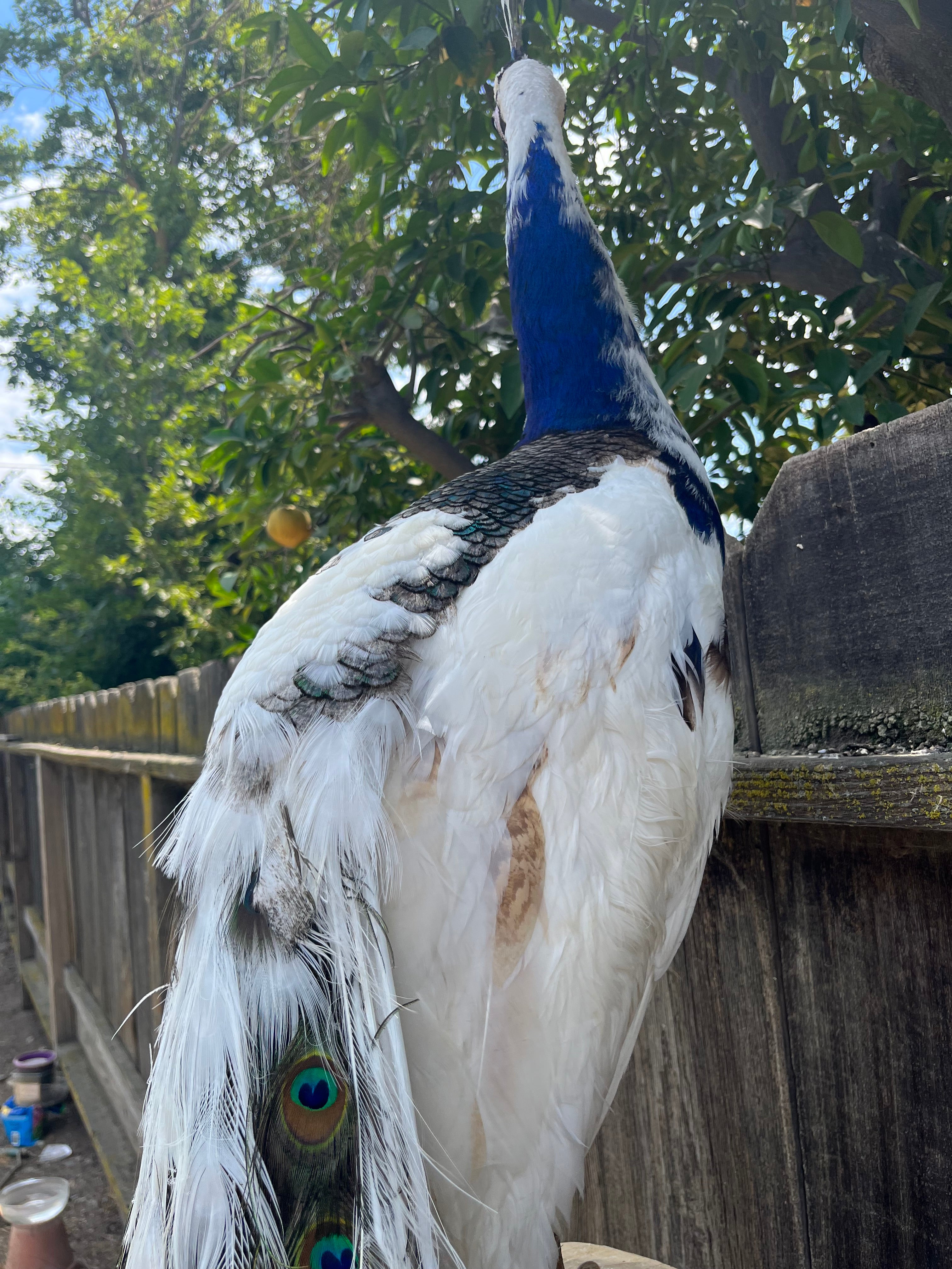 FHpie22 - Museum quality pied PEACOCK Taxidermy Mount