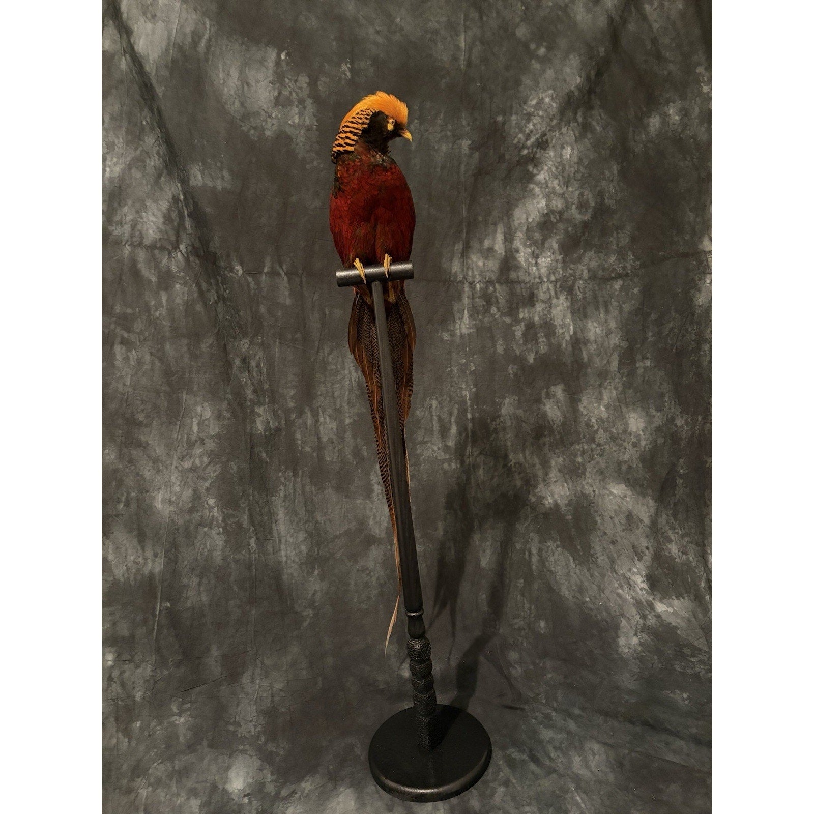 JRADA3 - Dark throated Golden pheasant Taxidermy Mount
