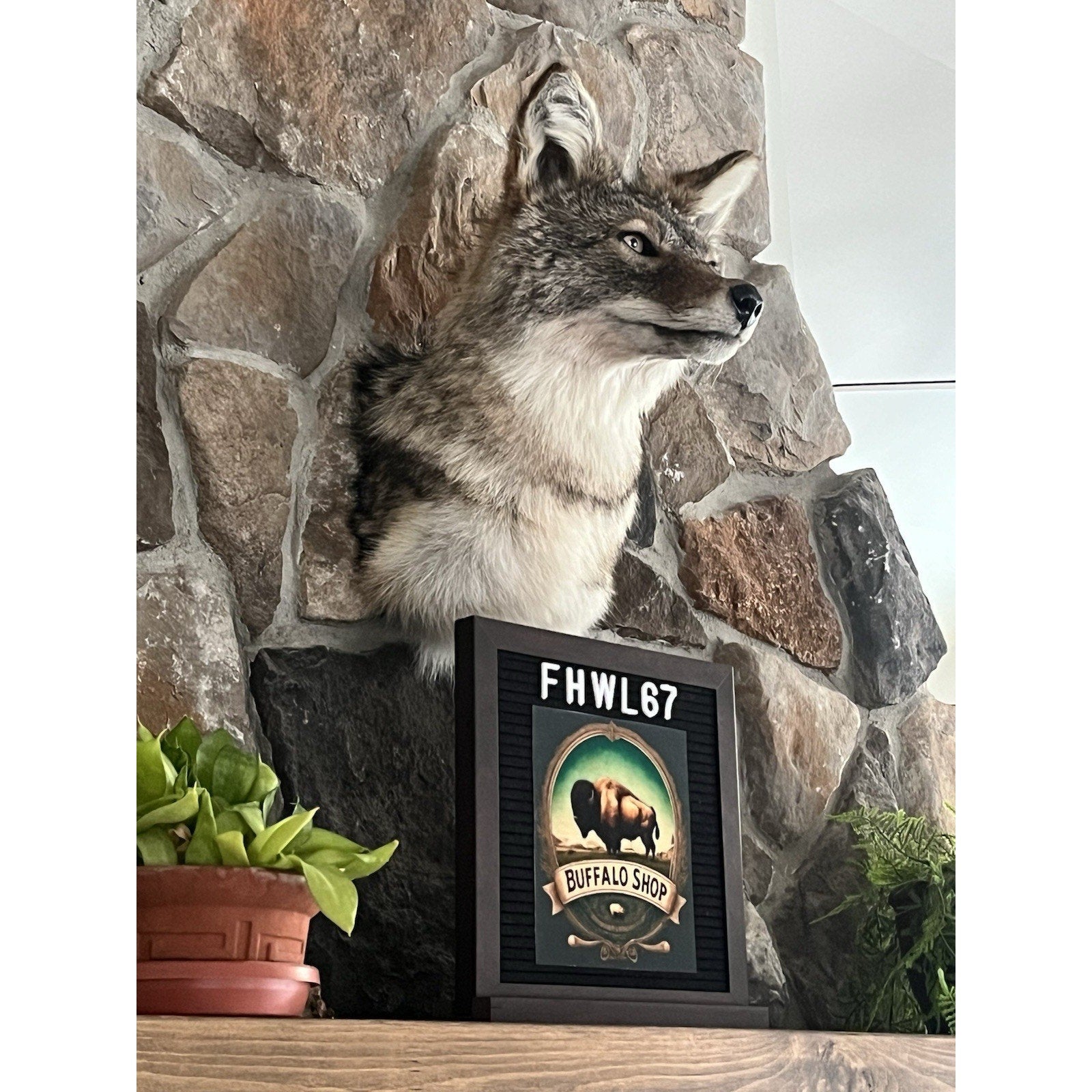 FHWL67 - Coyote Shoulder Museum Quality mount Taxidermy