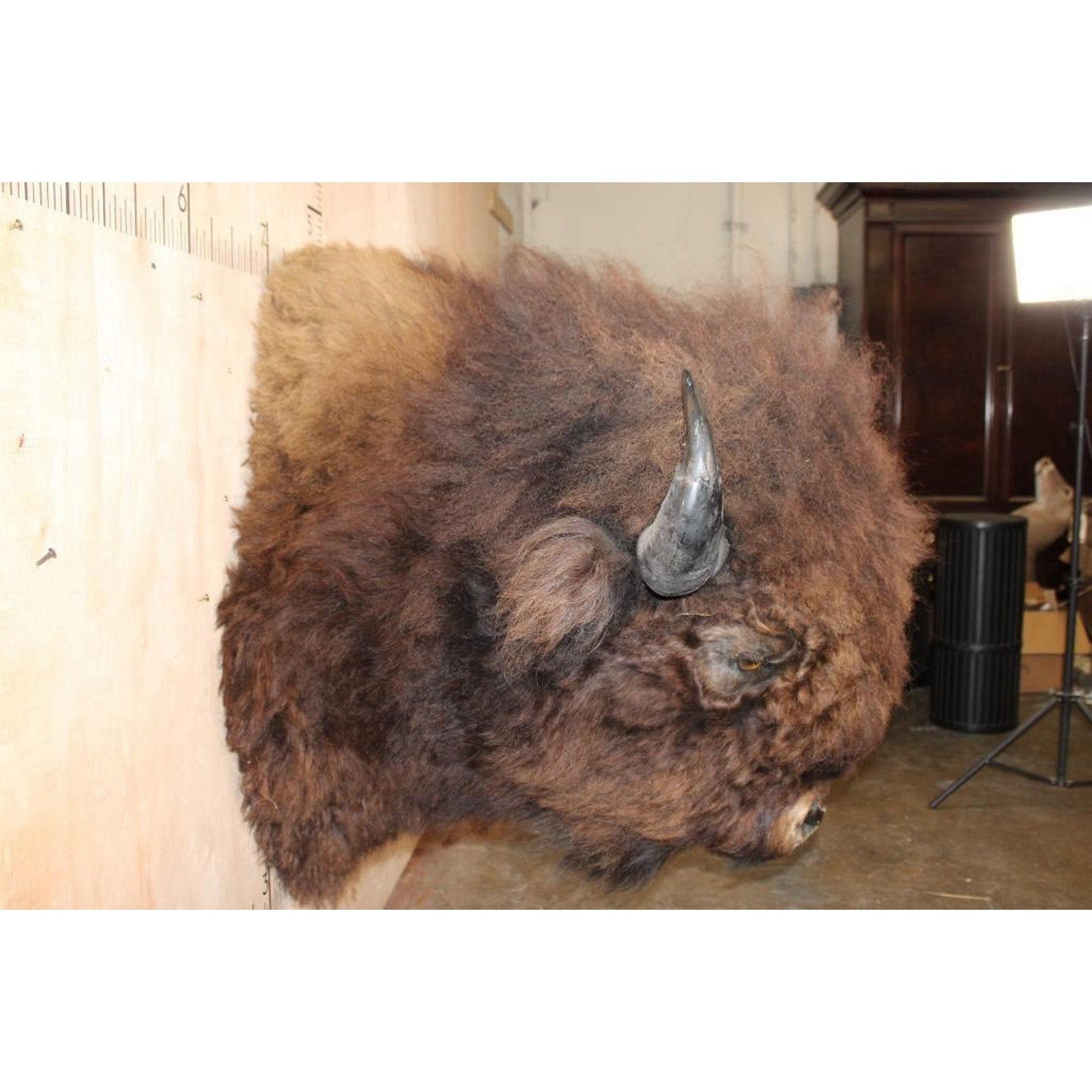 FHBRENT1 - XXL BISON Shoulder Mount Taken in the Northwest Territory (Canada)